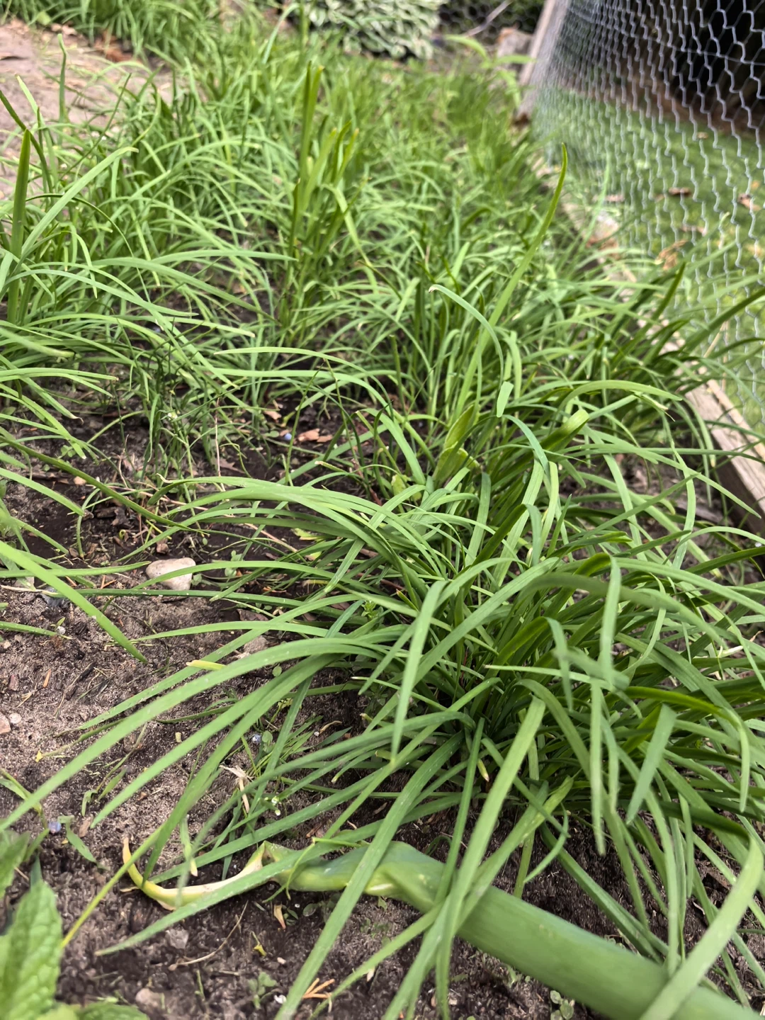 Garlic Chives Roots