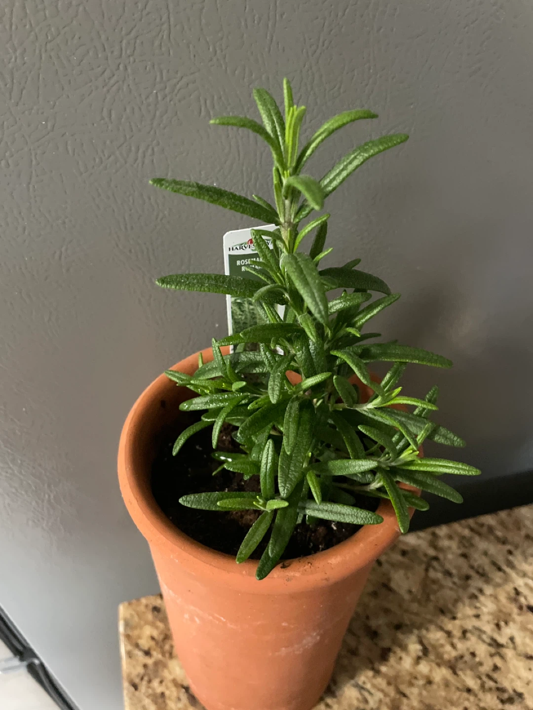 Rosemary Plant in Terracotta Pot - photo 2