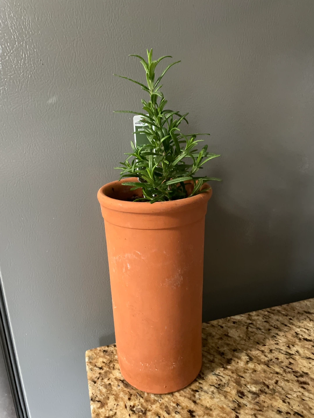 Rosemary Plant in Terracotta Pot