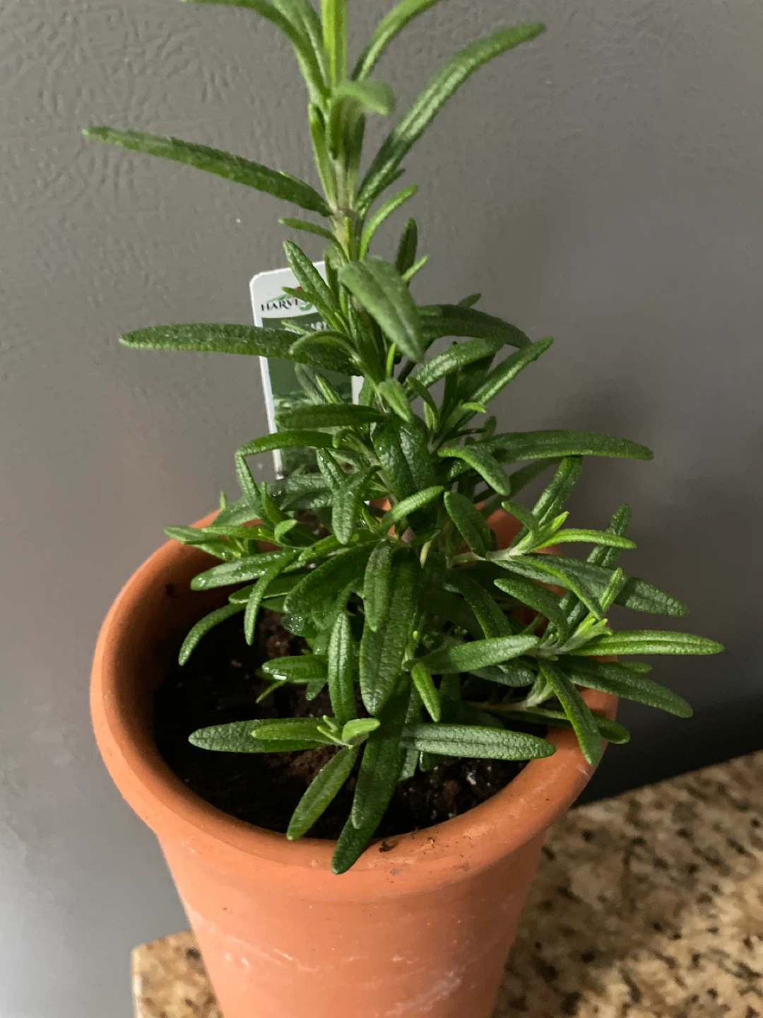 Rosemary Plant in Terracotta Pot - photo 4