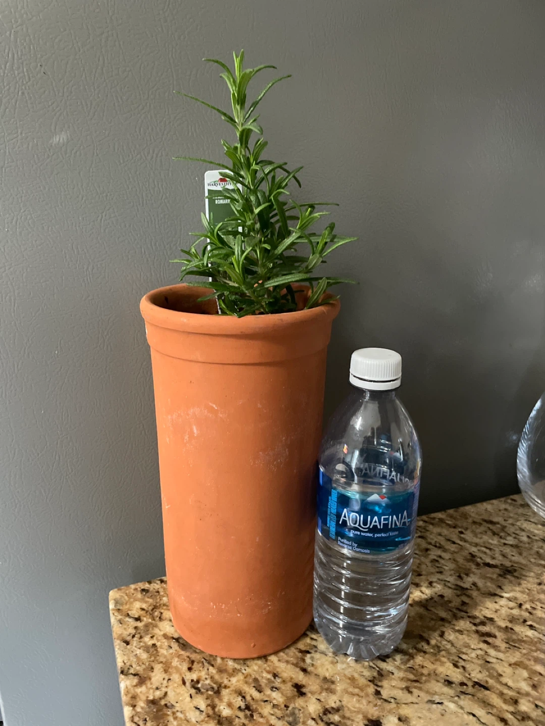 Rosemary Plant in Terracotta Pot - photo 3
