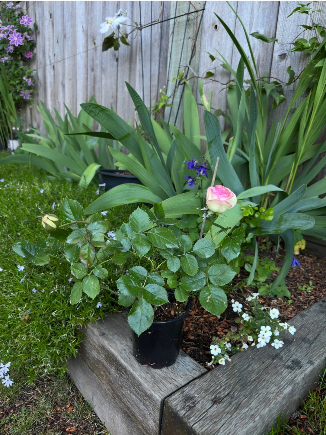 Eden Rose Plant in blooming.