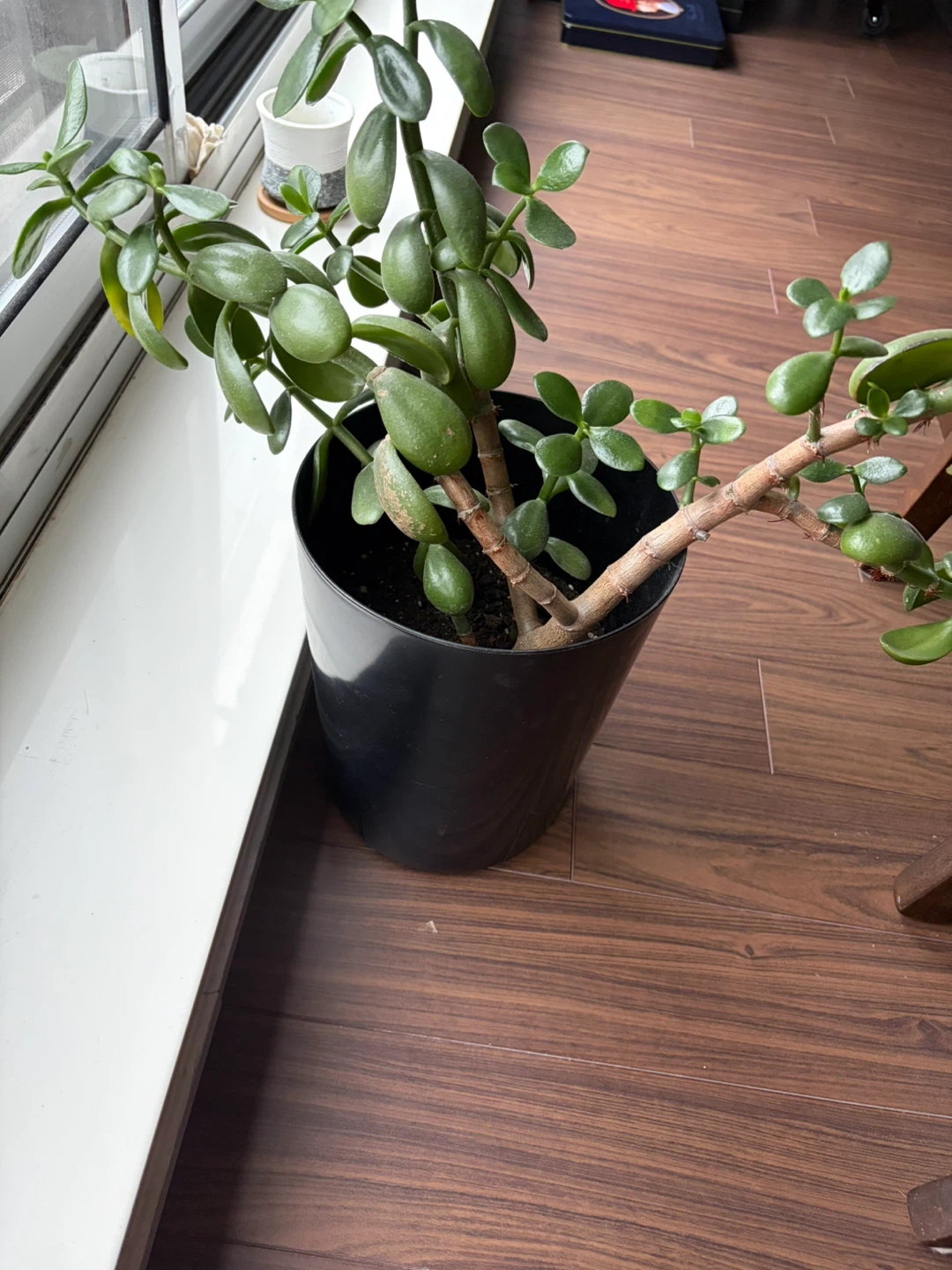 Jade Plant in Black Pot - photo 2