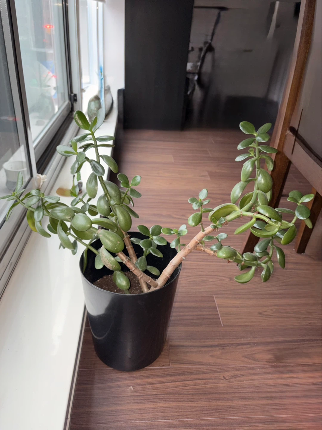 Jade Plant in Black Pot