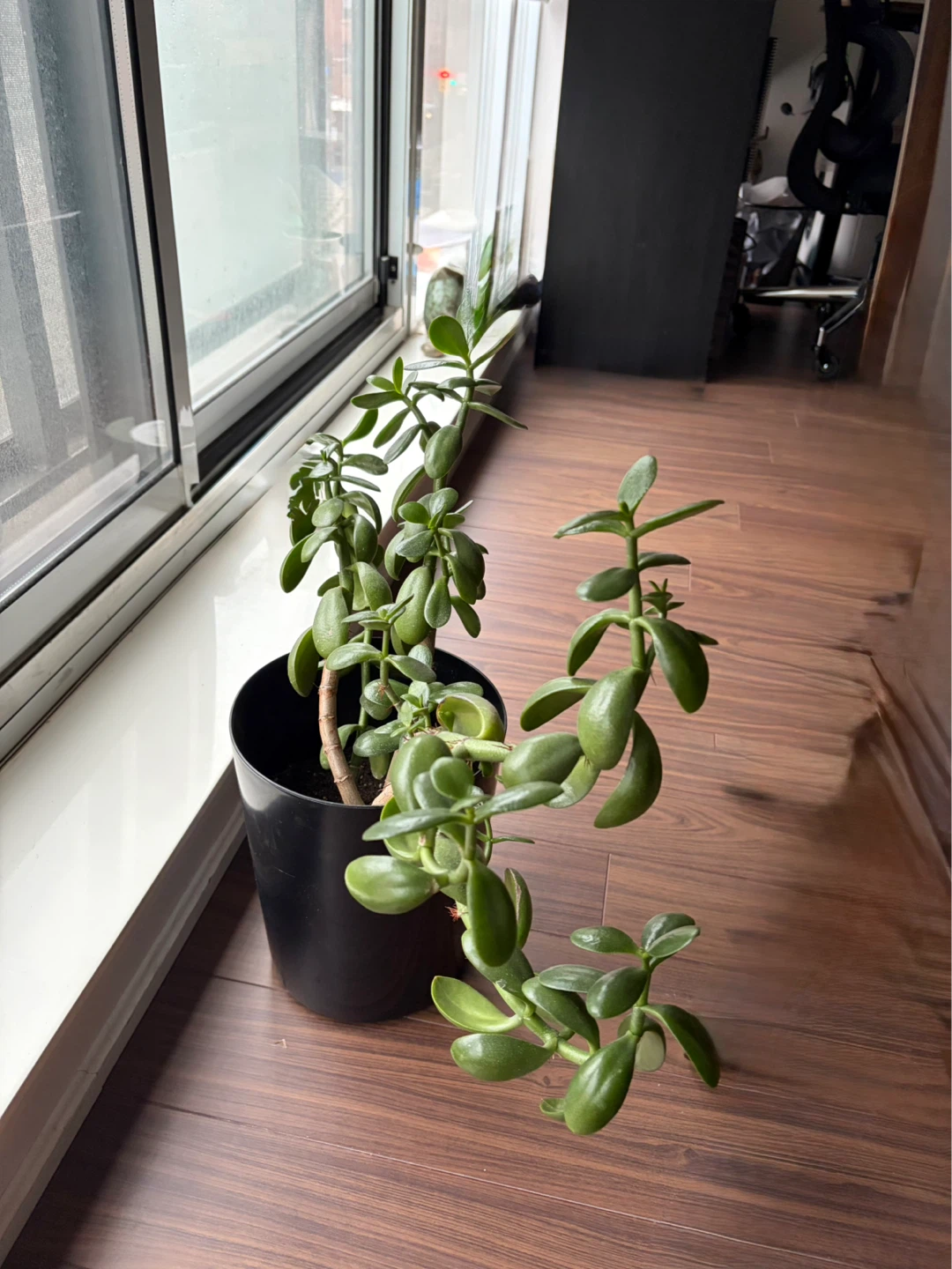 Jade Plant in Black Pot - photo 3