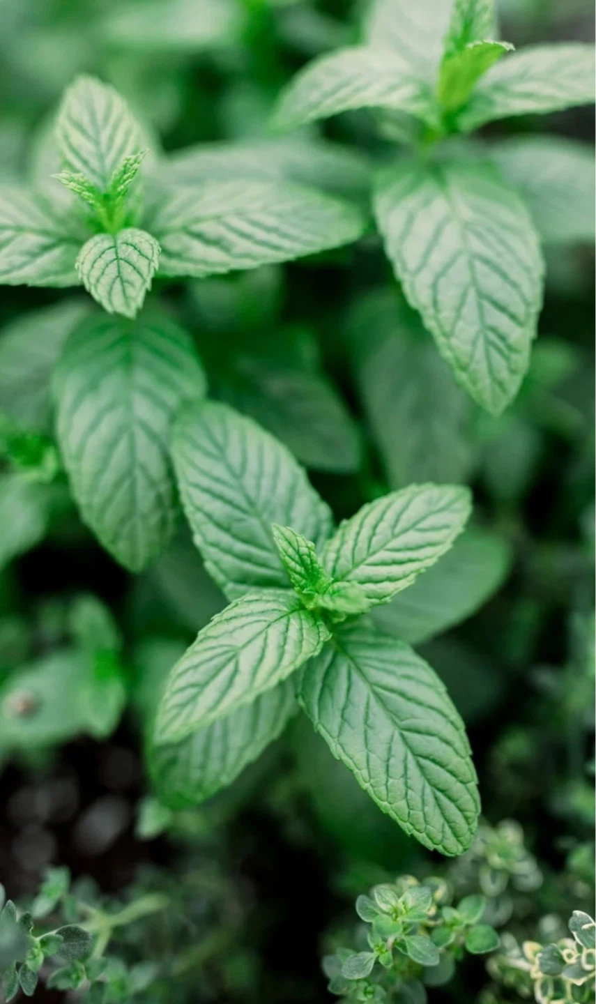 Fresh Mint  leaves - photo 2