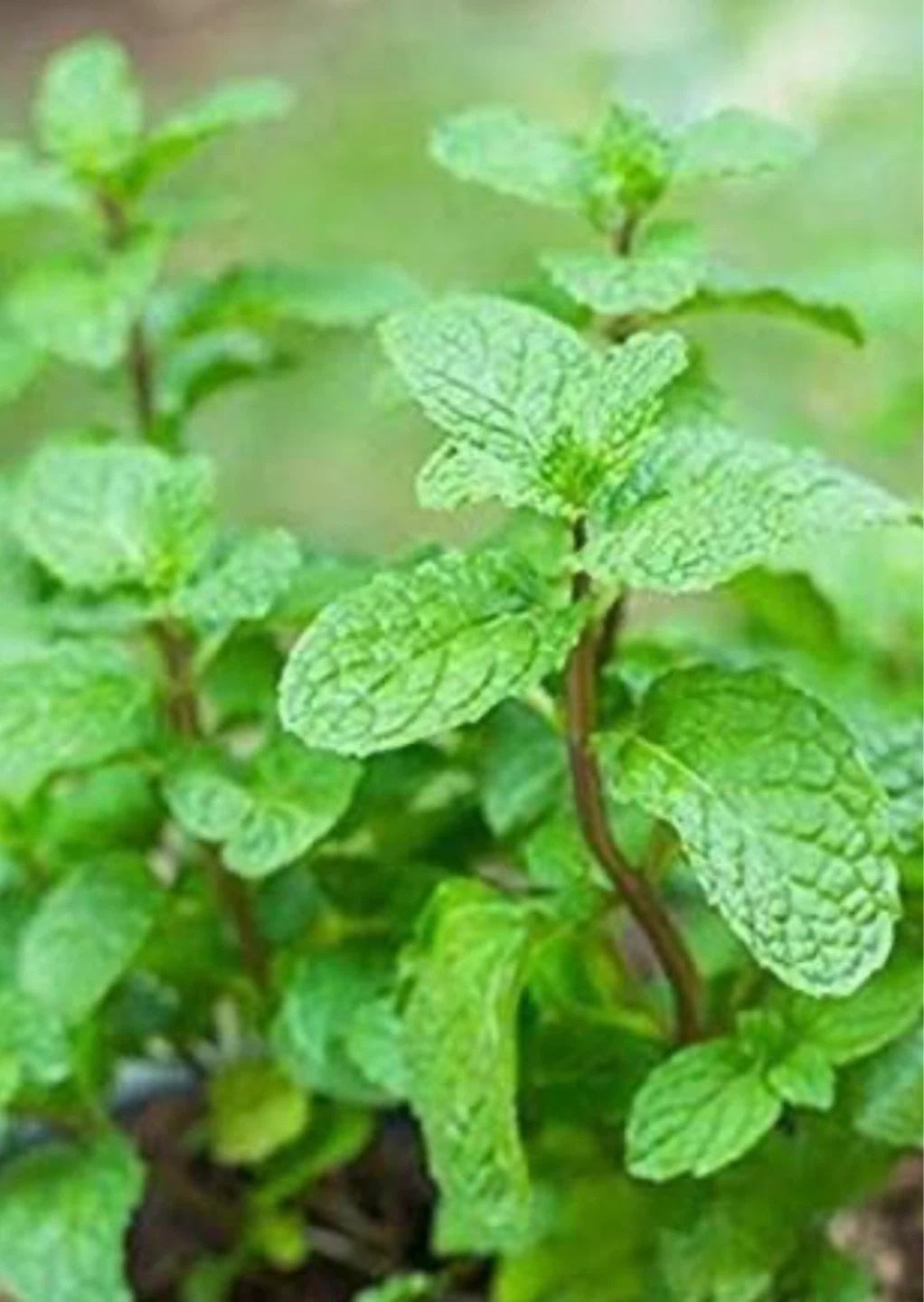 Fresh Mint  leaves