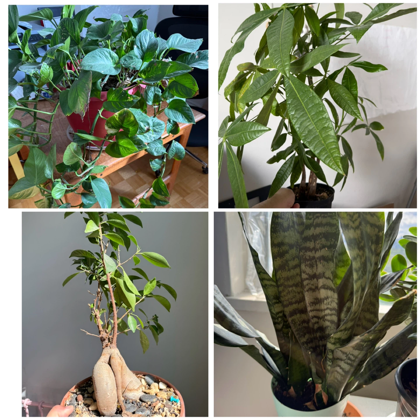Assorted Houseplants - Various Species