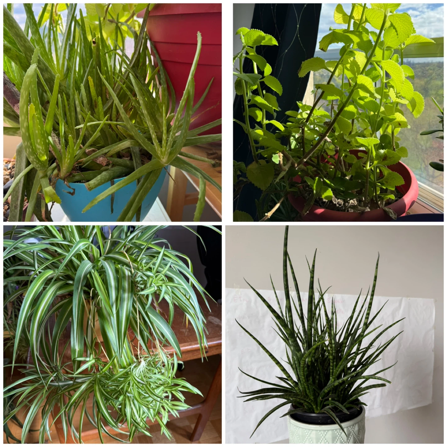 Assorted Houseplants - Various Species - photo 2