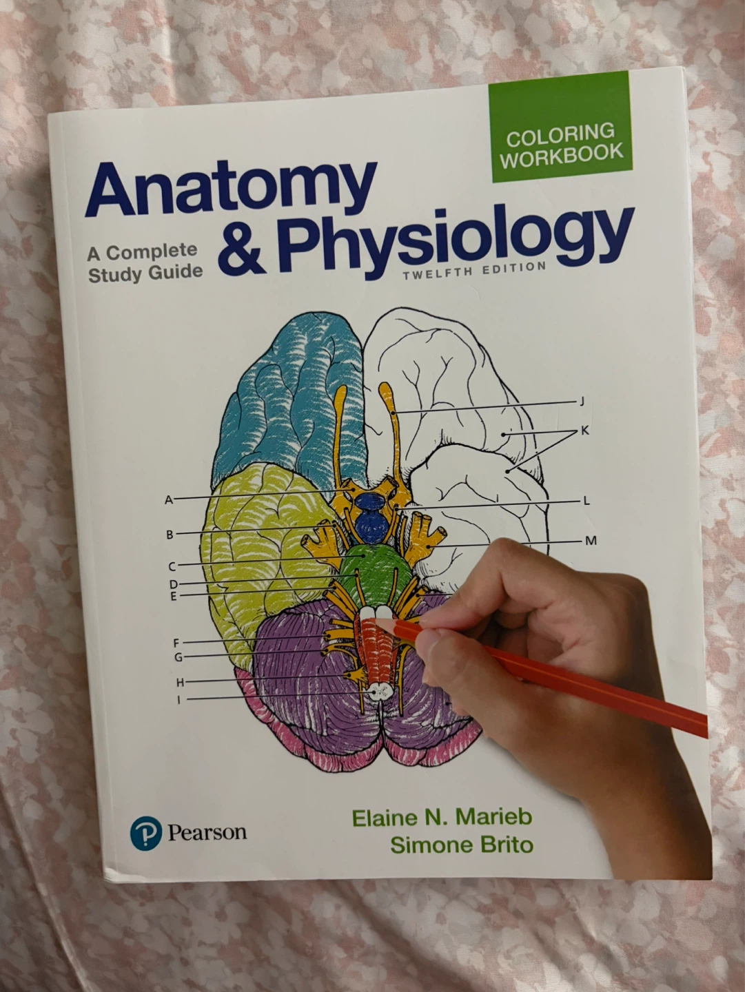Anatomy & Physiology Coloring Workbook Twelfth Edition Pearson