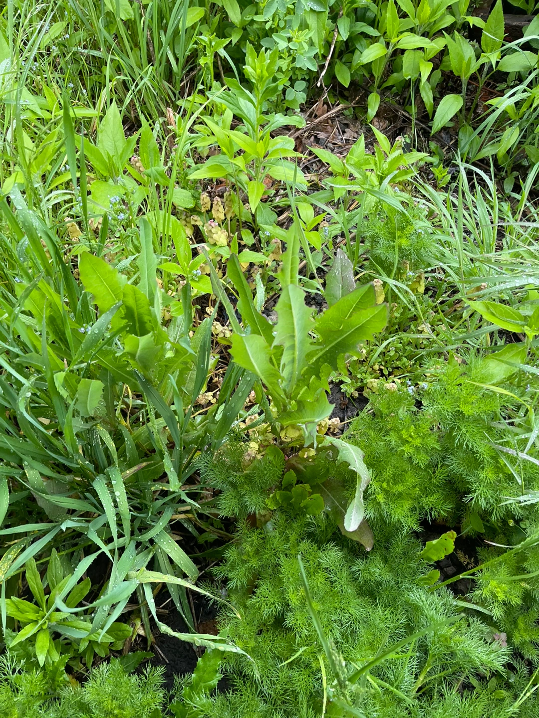 Wild Lettuce Plants - photo 2