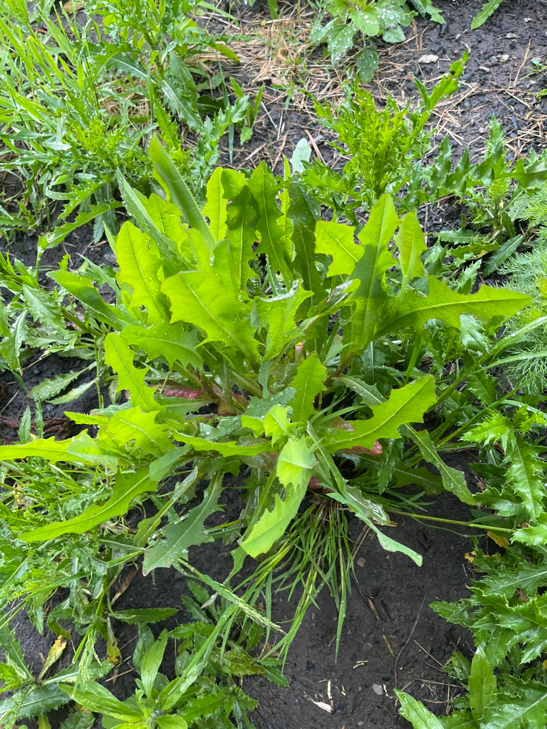 Wild Lettuce Plants