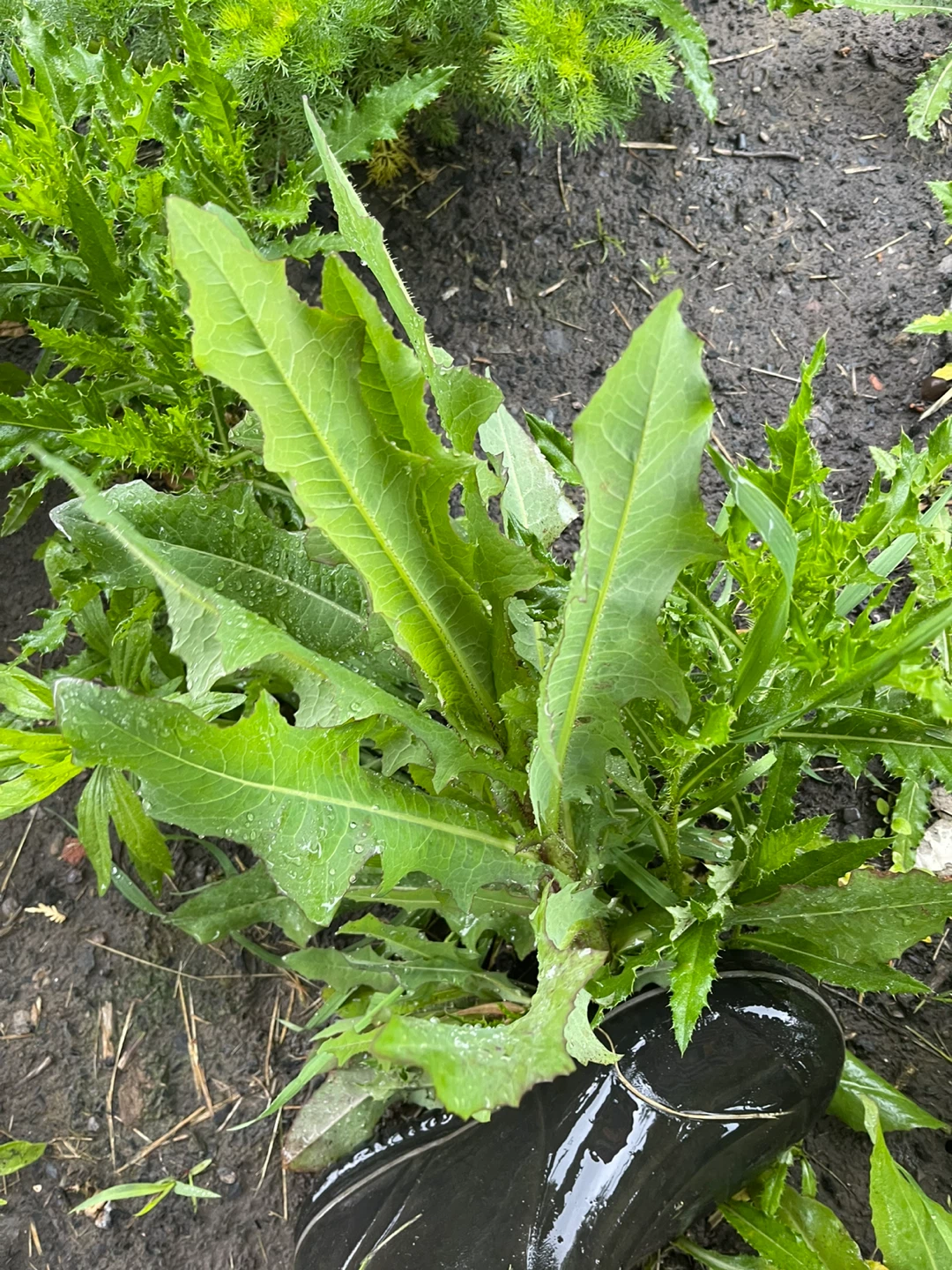Wild Lettuce Plants - photo 4
