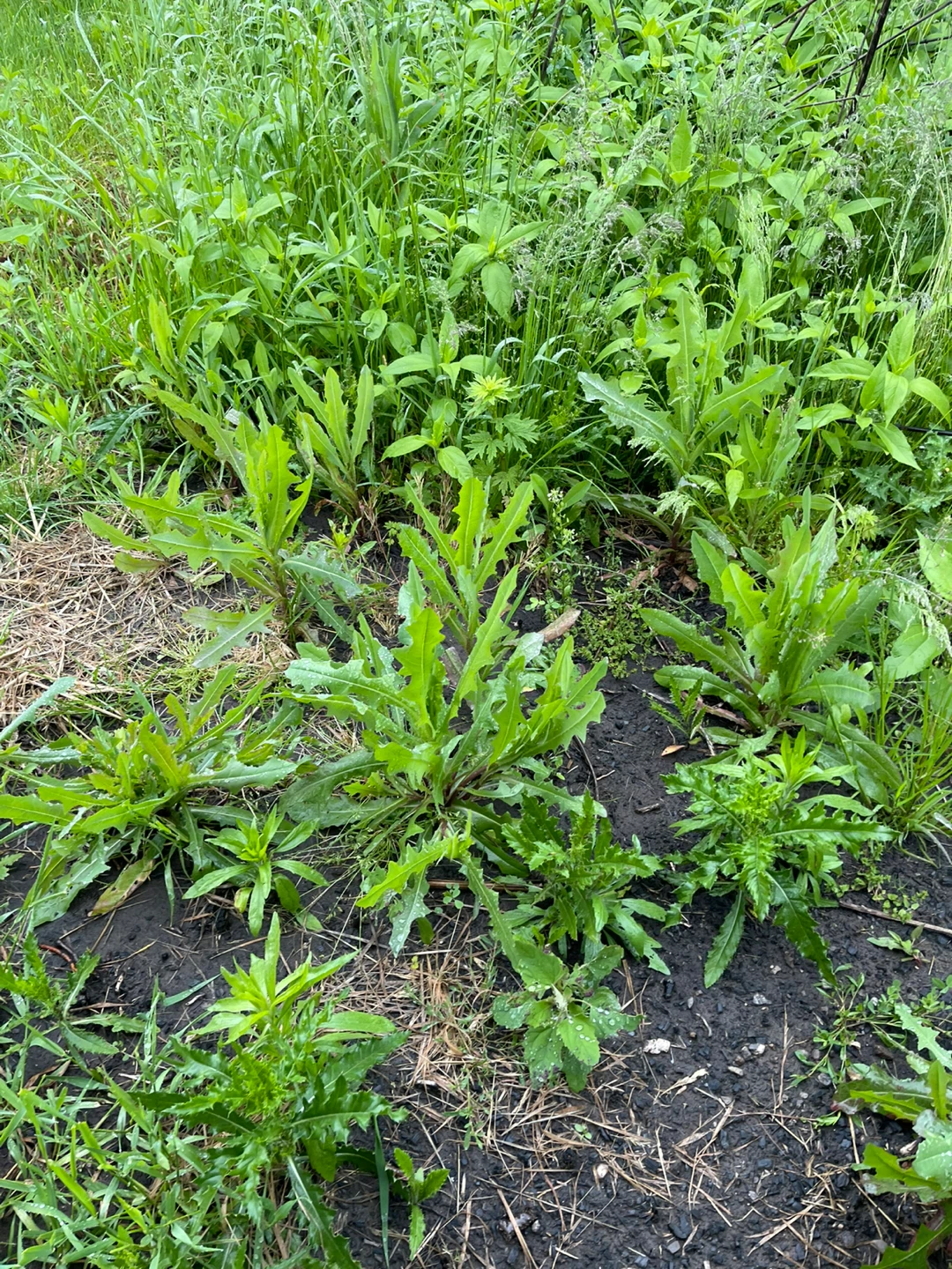 Wild Lettuce Plants - photo 5