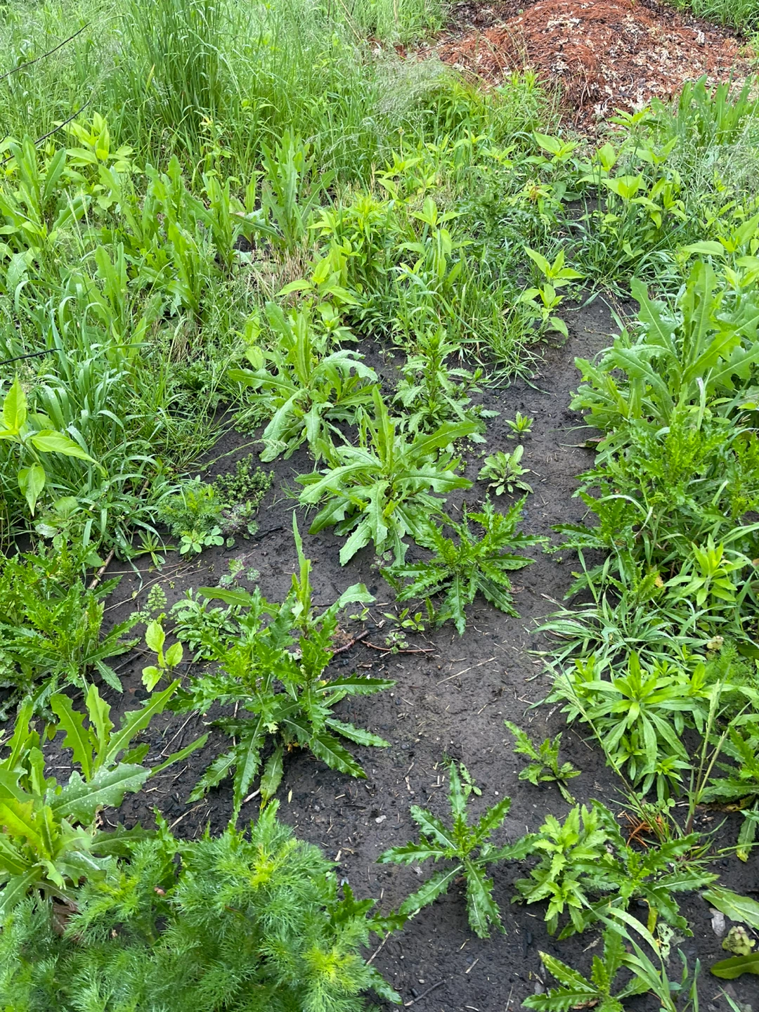 Wild Lettuce Plants - photo 3
