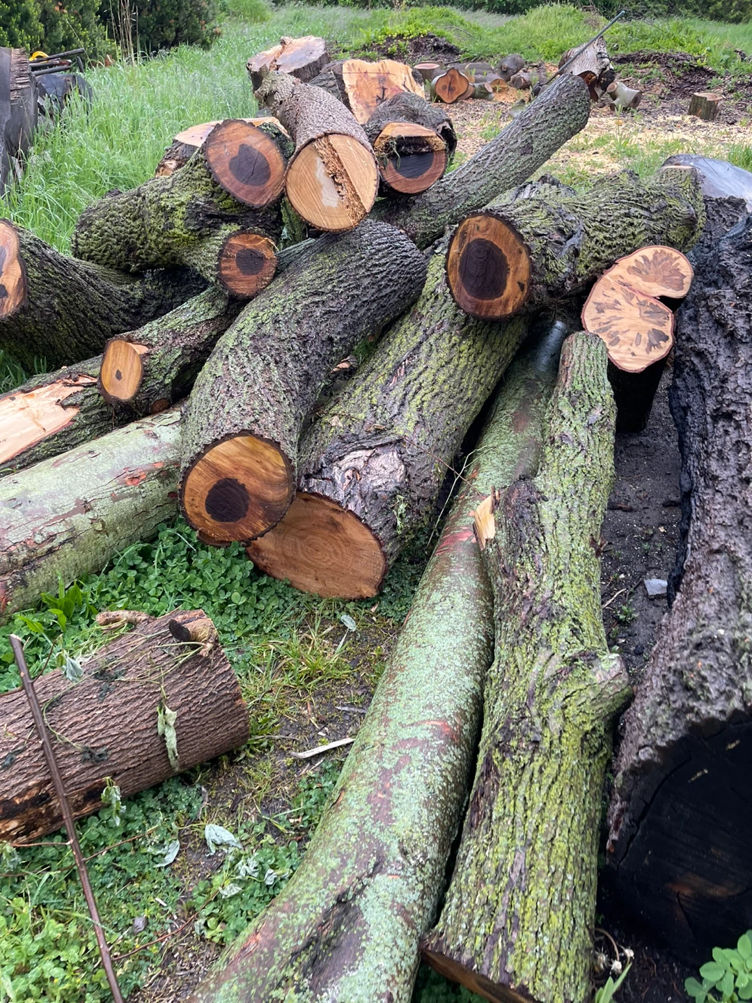 Black Walnut  Logs - photo 5