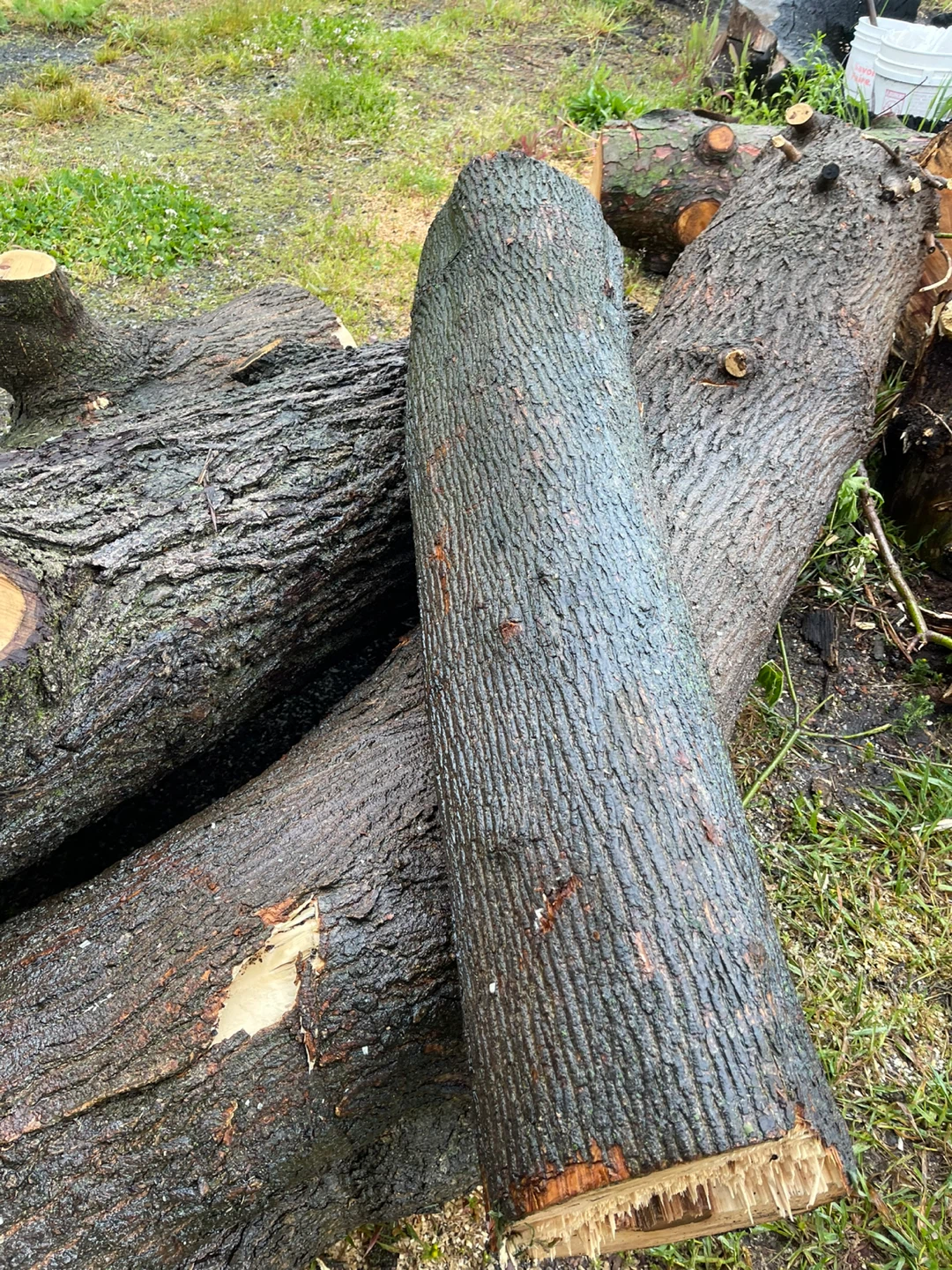 Black Walnut  Logs - photo 4