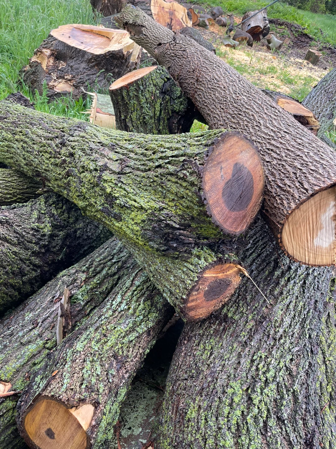 Black Walnut  Logs - photo 2