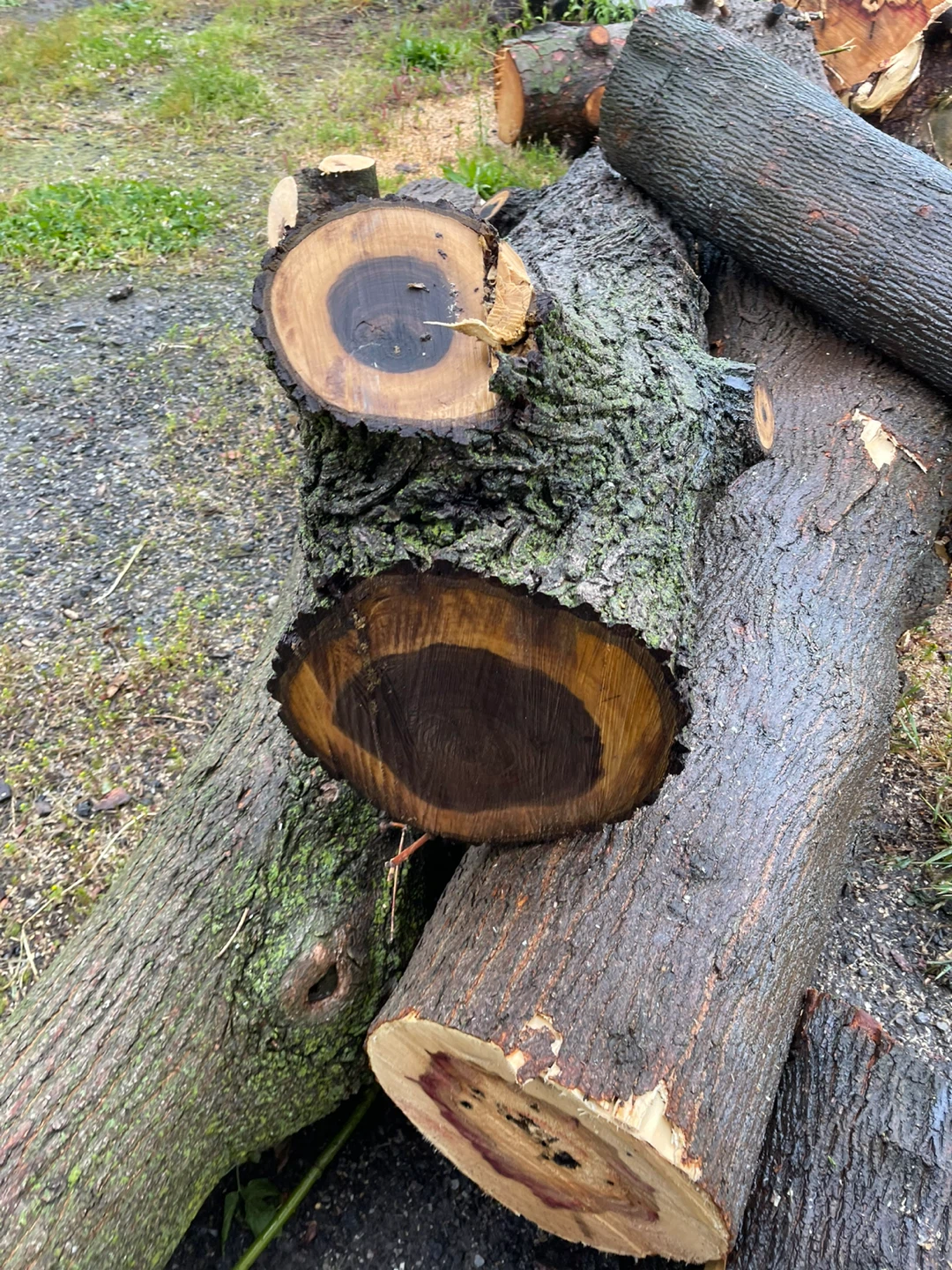 Black Walnut  Logs - photo 3