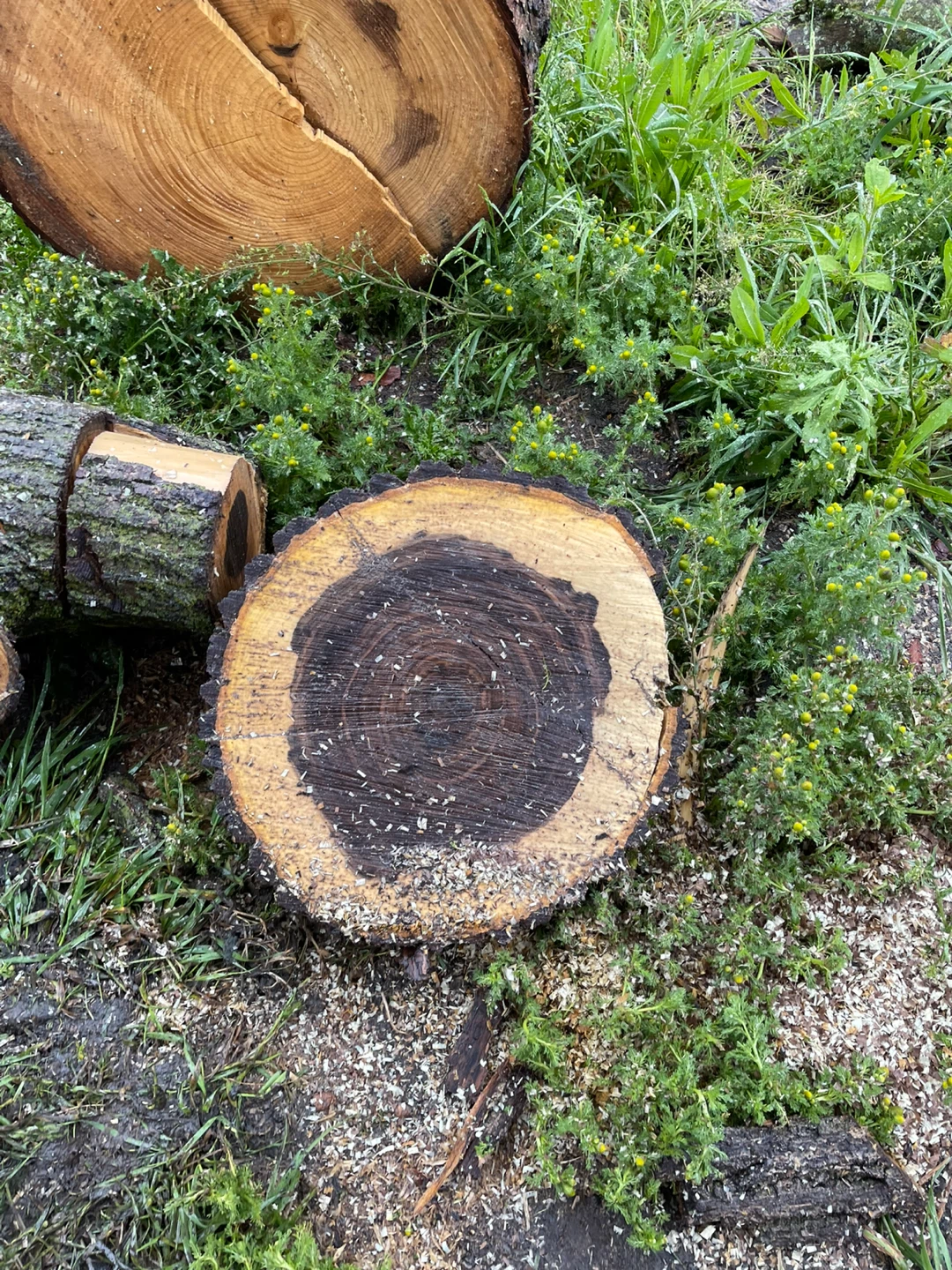 Black Walnut  Logs