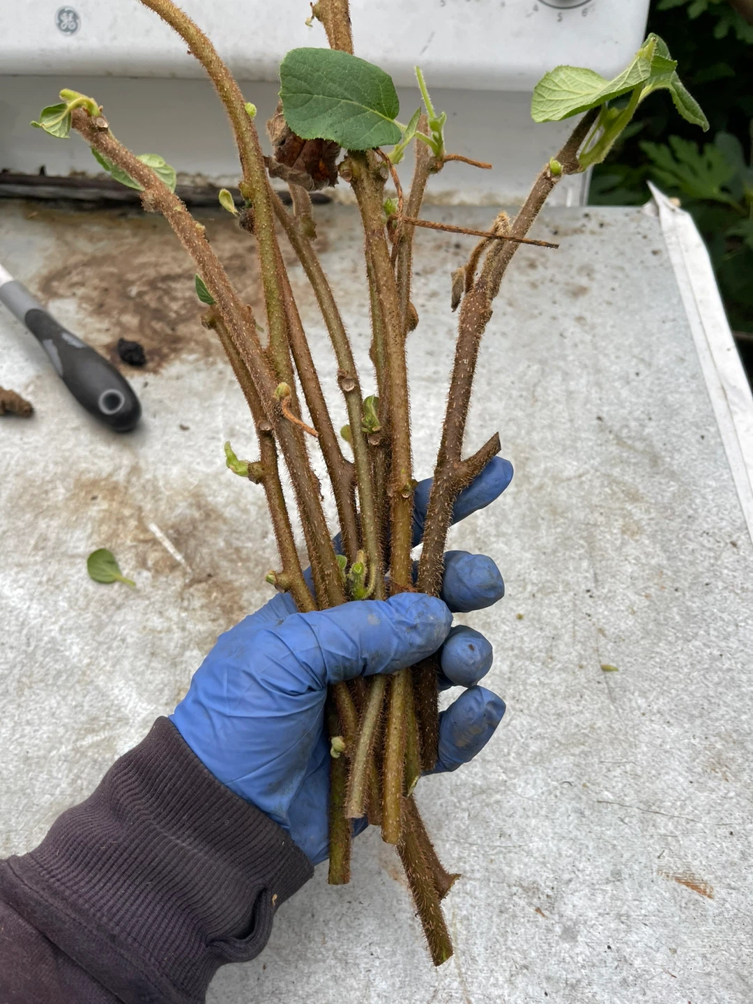 Kiwi Vine Cuttings for sale - photo 3