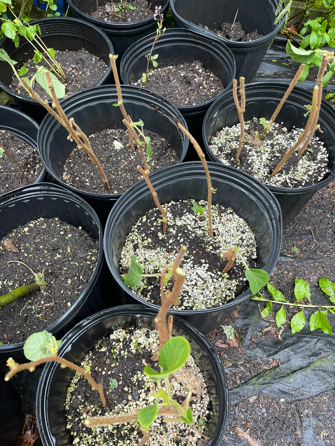 Kiwi Vine Cuttings for sale - photo 4