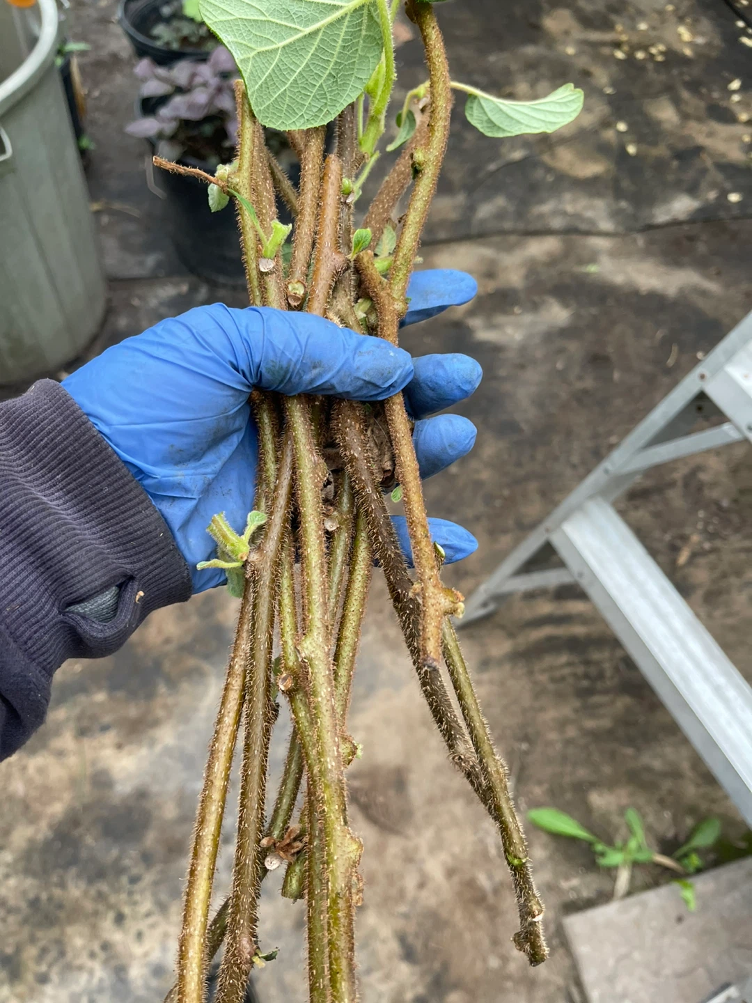 Kiwi Vine Cuttings for sale