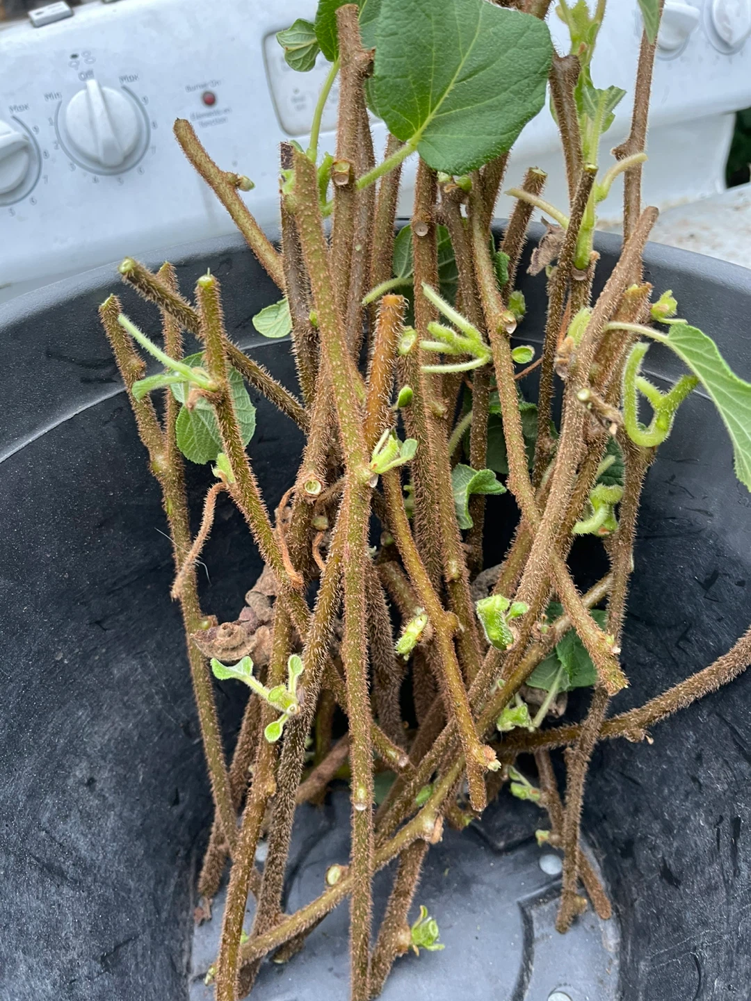 Kiwi Vine Cuttings for sale - photo 2