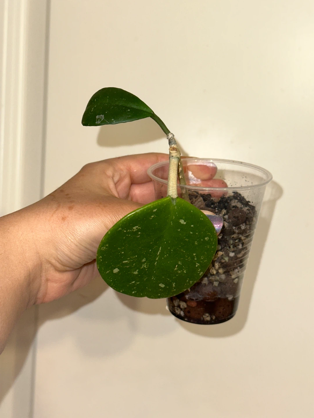 Hoya Obovata Plant - photo 3