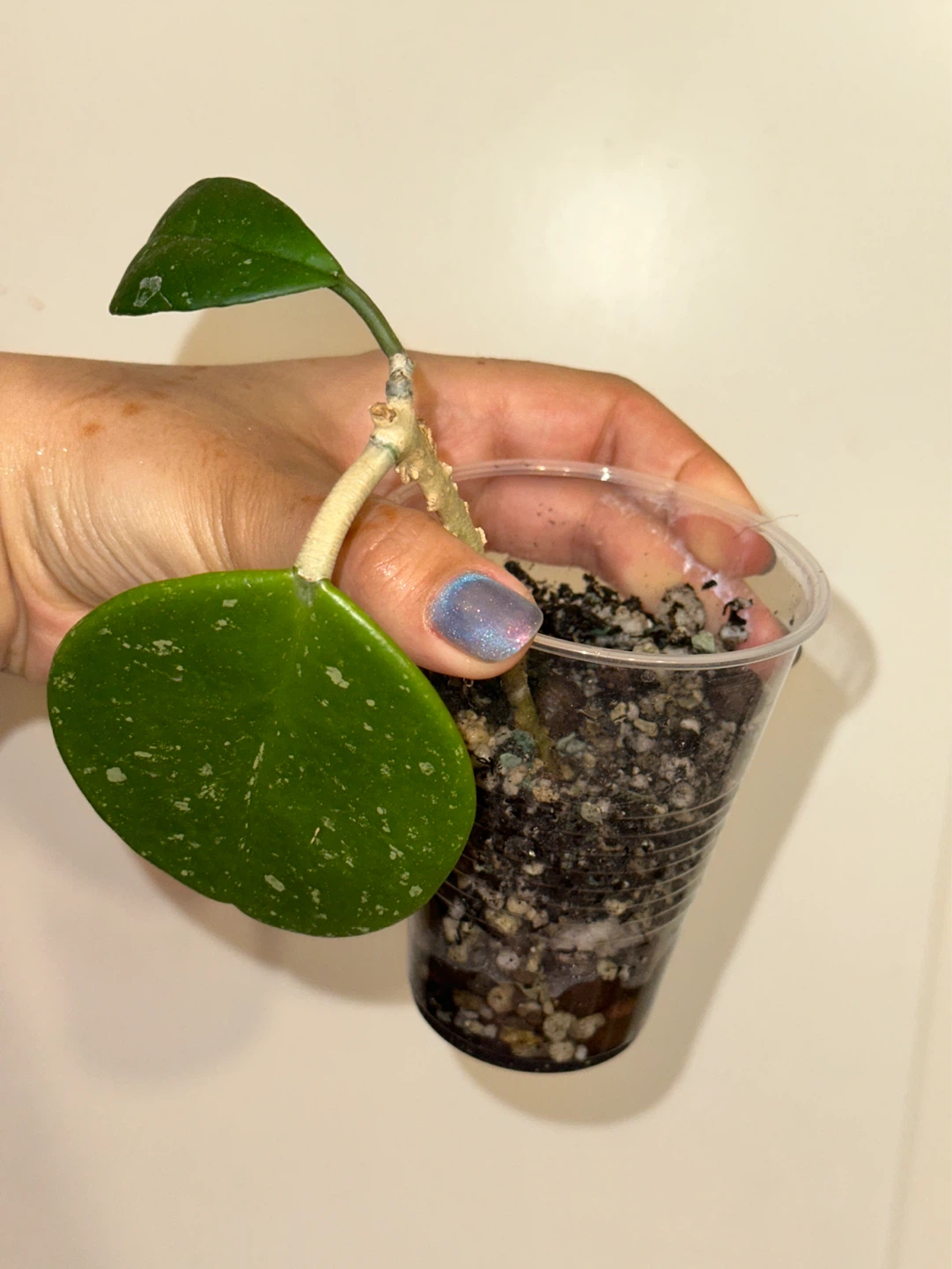 Hoya Obovata Plant - photo 2
