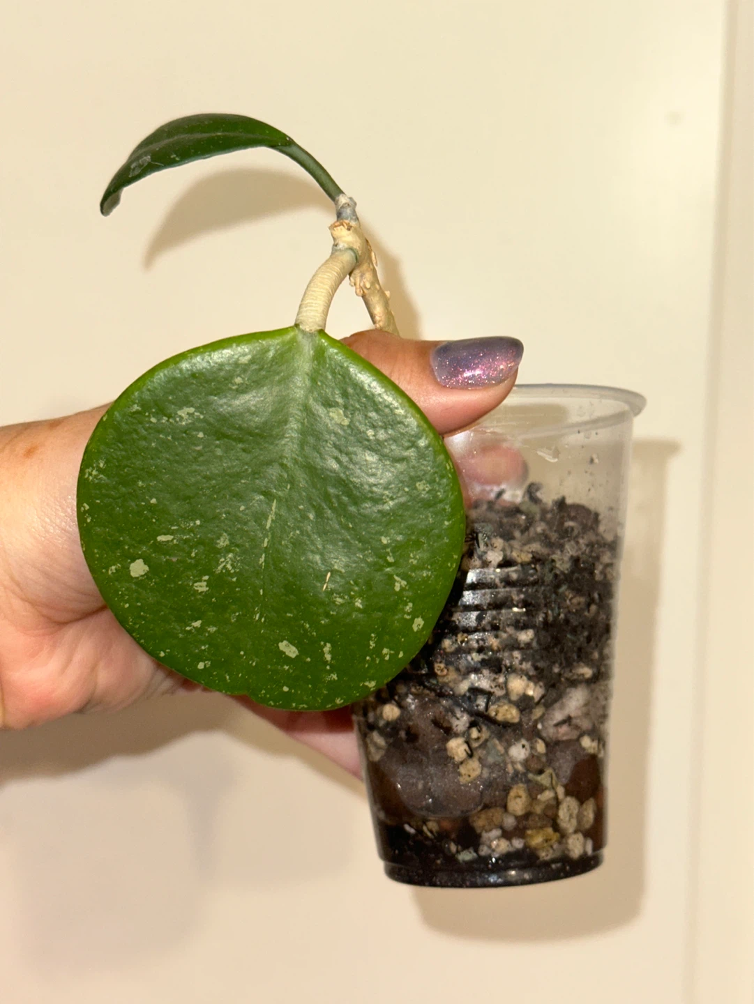 Hoya Obovata Plant