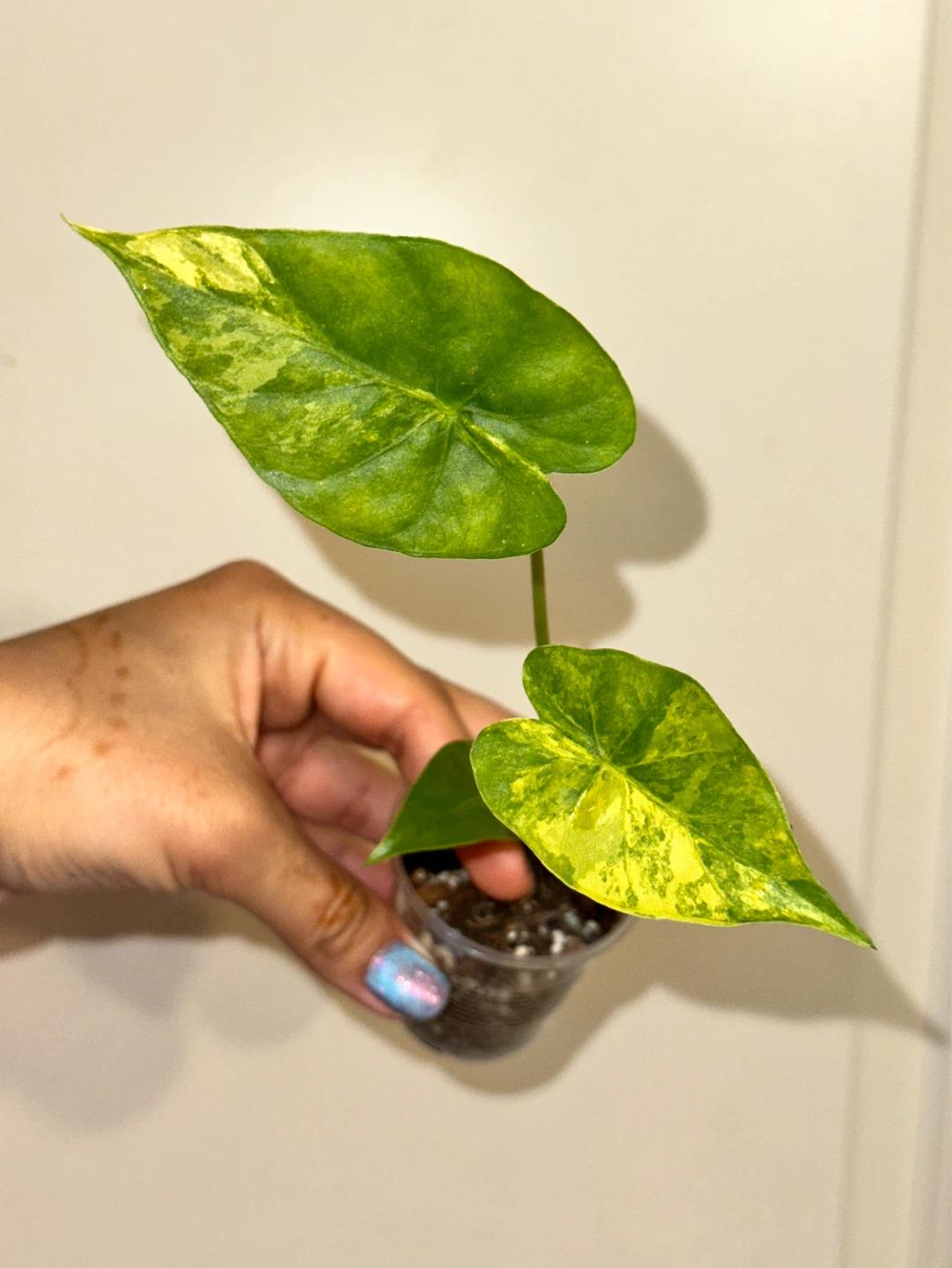 Alocasia Gaganea Aurea Plant