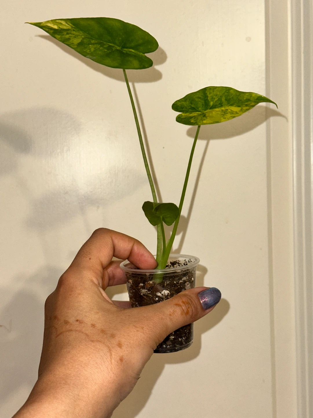 Alocasia Gaganea Aurea Plant - photo 2