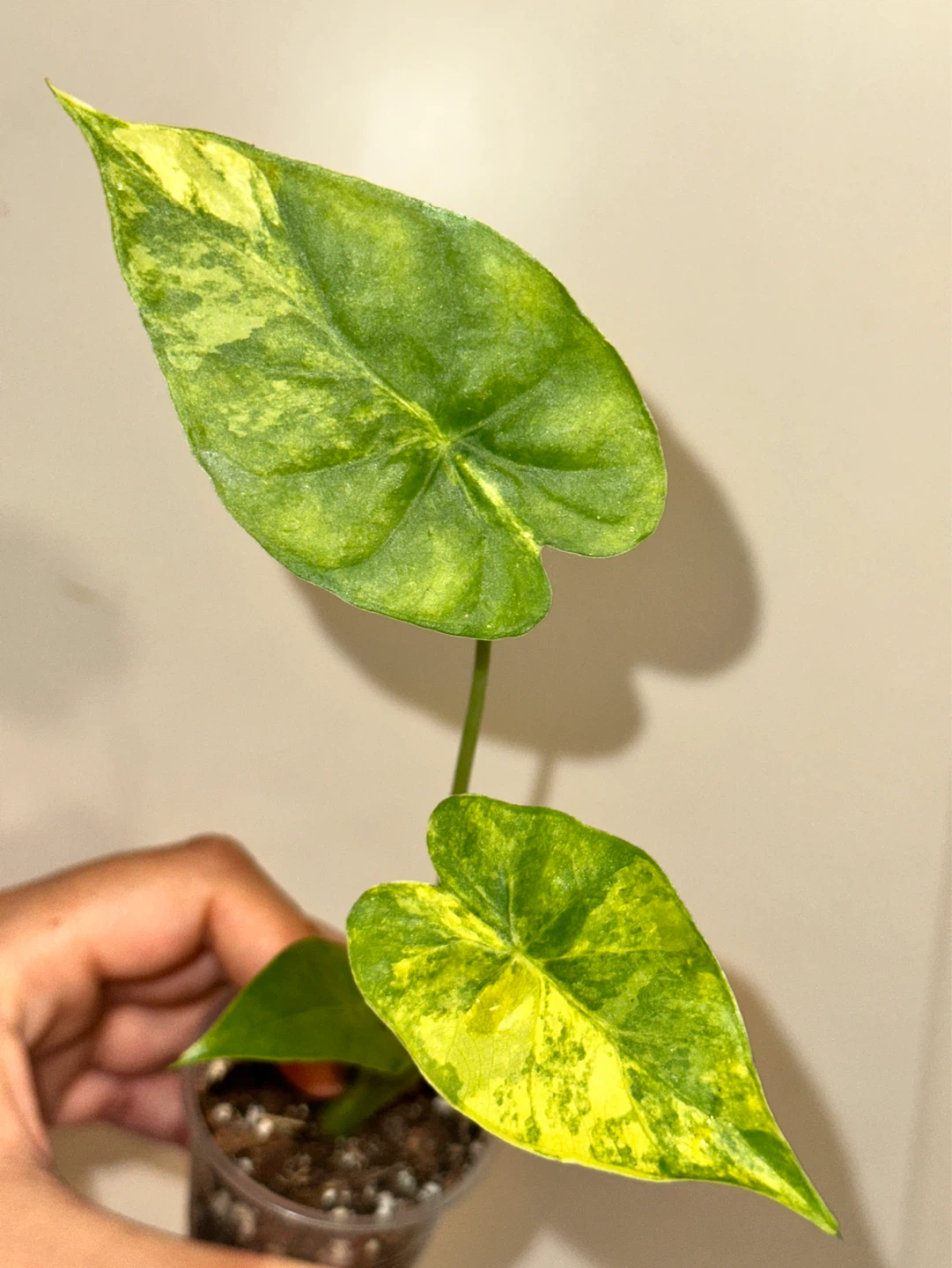 Alocasia Gaganea Aurea Plant - photo 3