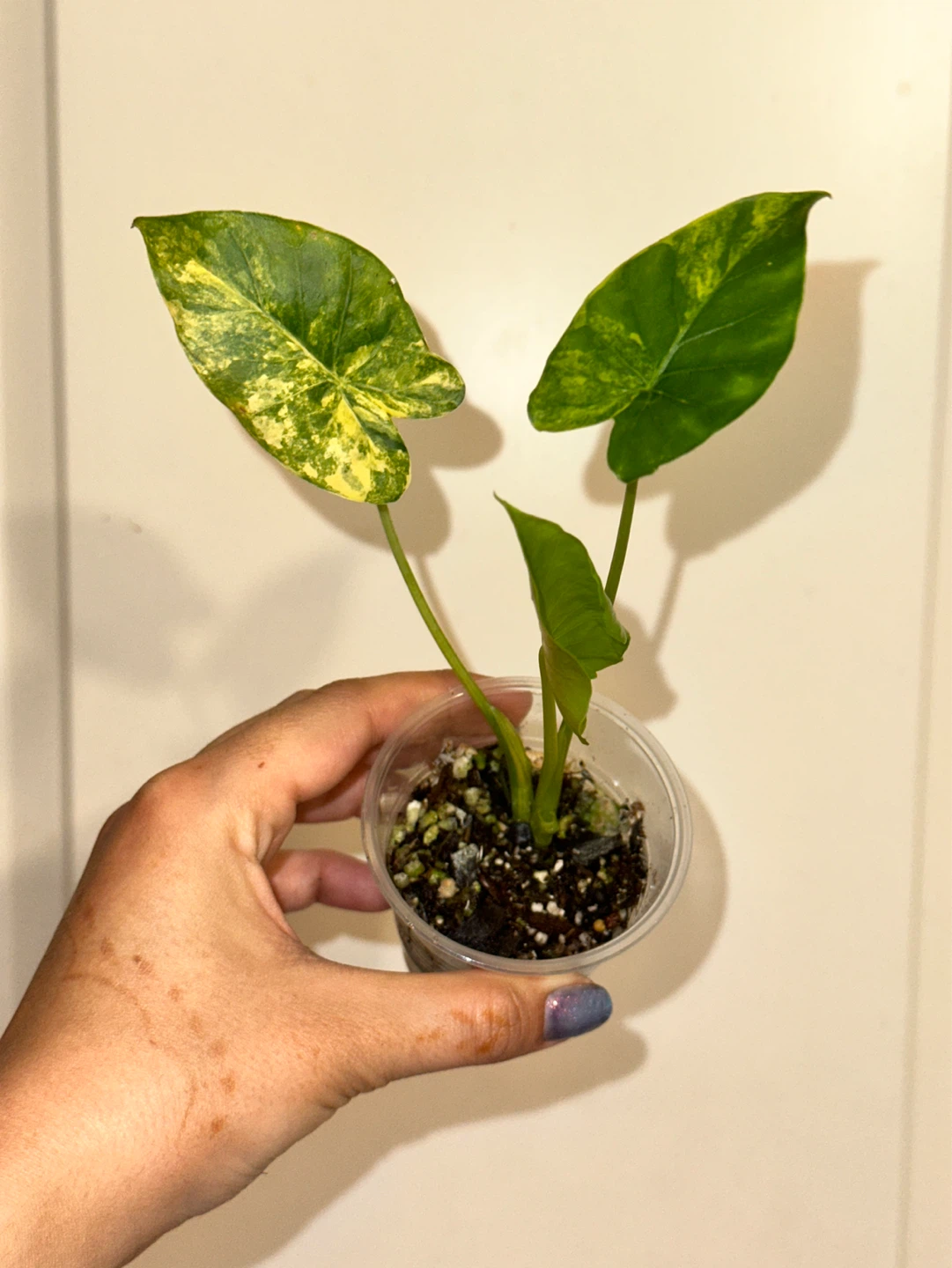 Alocasia Gaganea Aurea Plant - photo 2