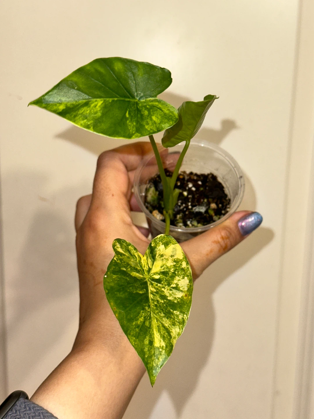 Alocasia Gaganea Aurea Plant