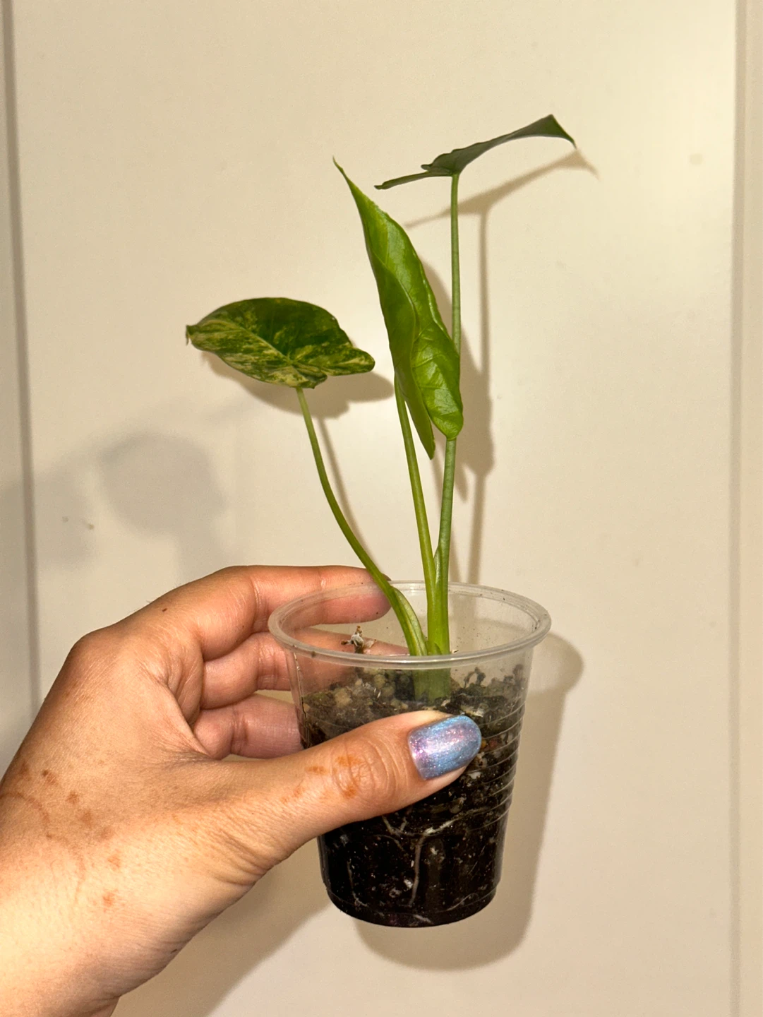 Alocasia Gaganea Aurea Plant - photo 3