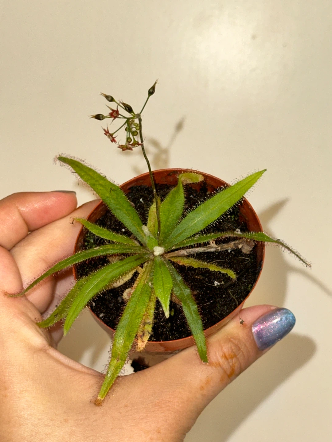 Drosera Red Adelae Carnivorous Plant - photo 2
