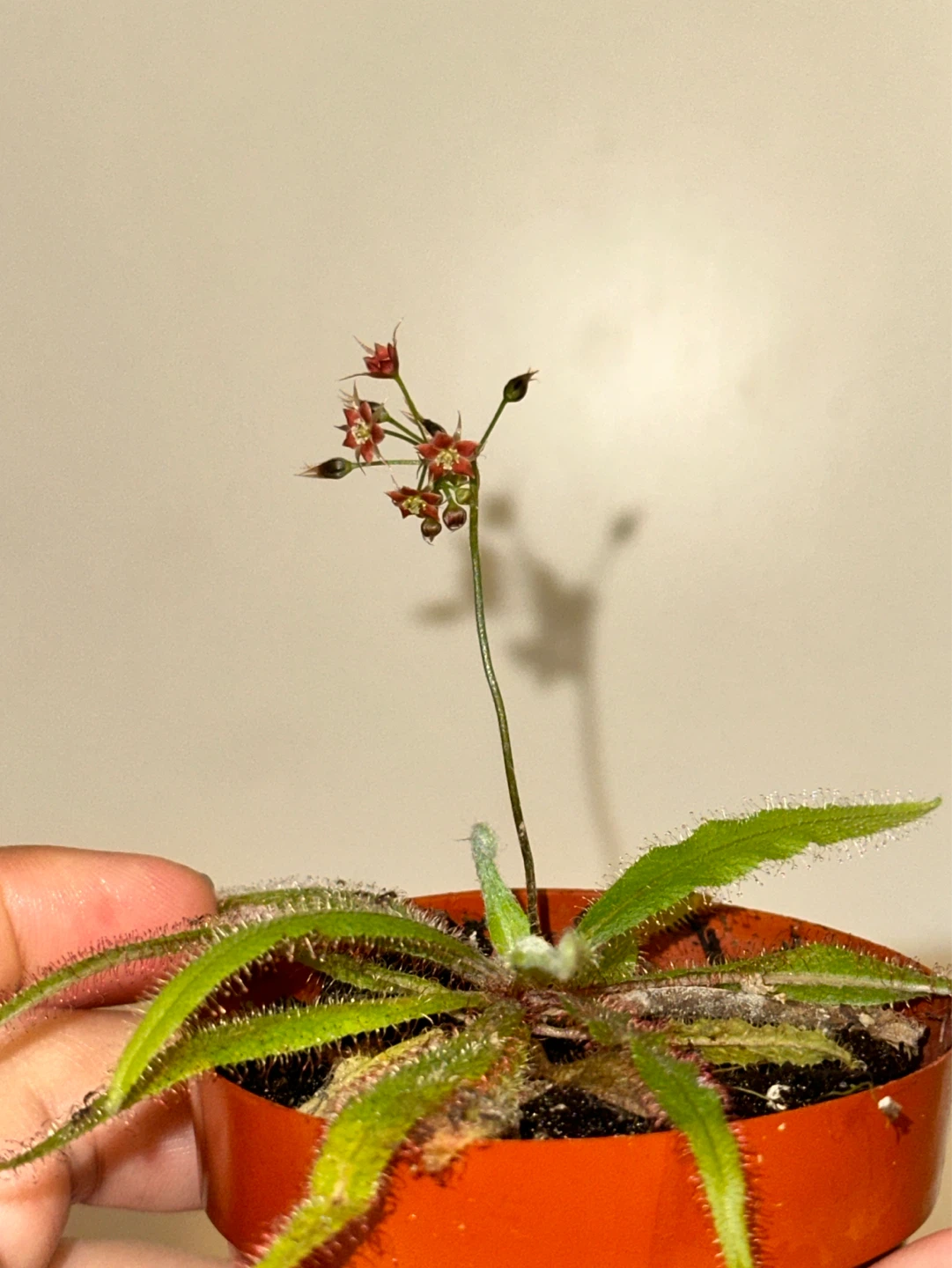 Drosera Red Adelae Carnivorous Plant - photo 3