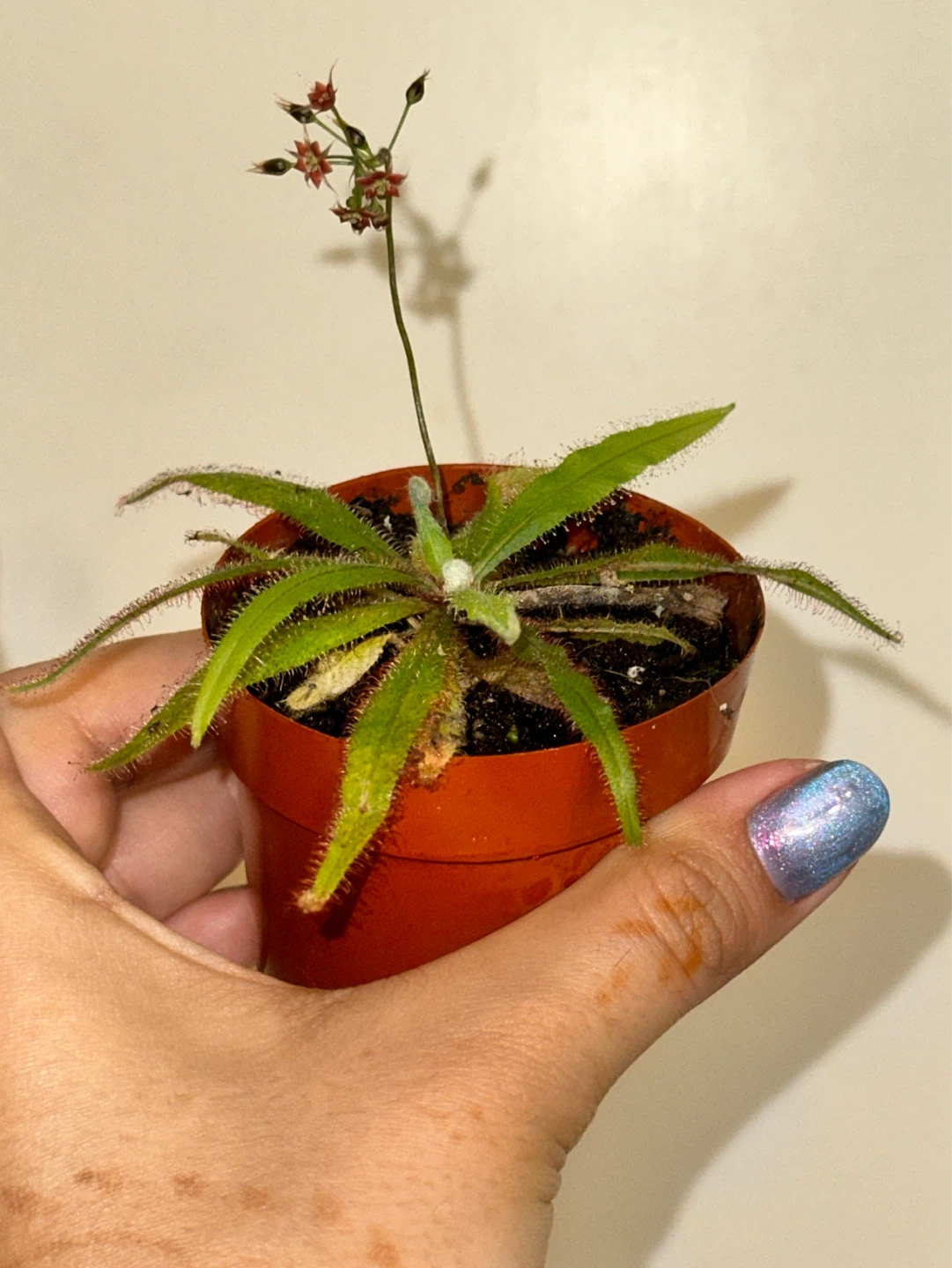 Drosera Red Adelae Carnivorous Plant
