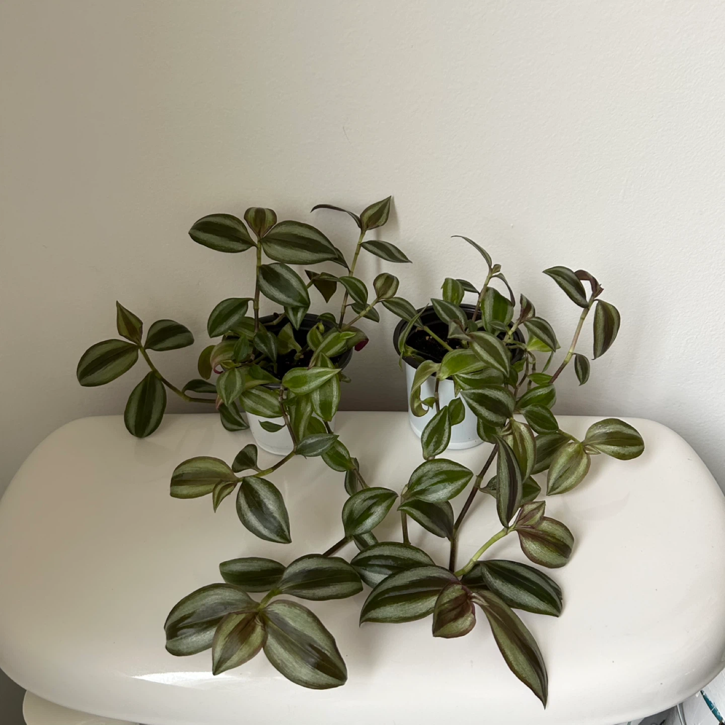 Tradescantia plants - photo 3