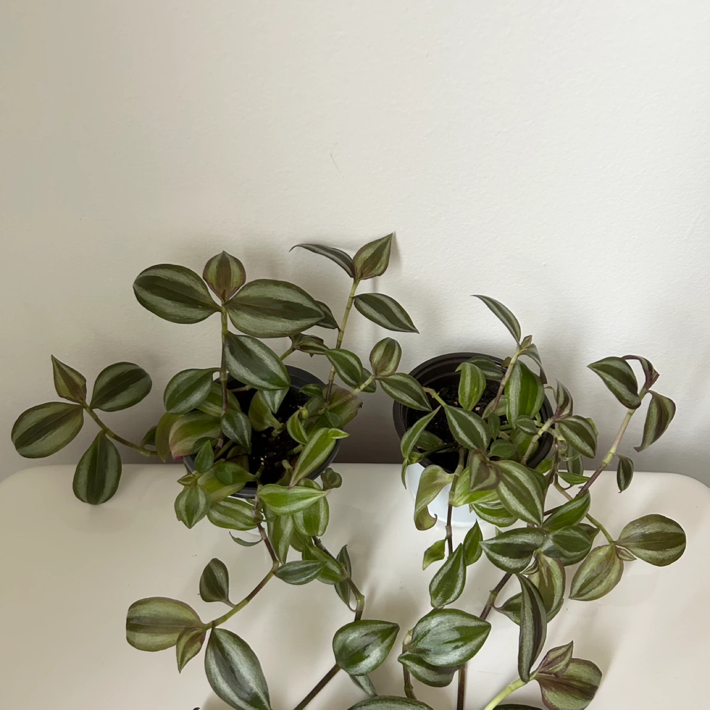 Tradescantia plants