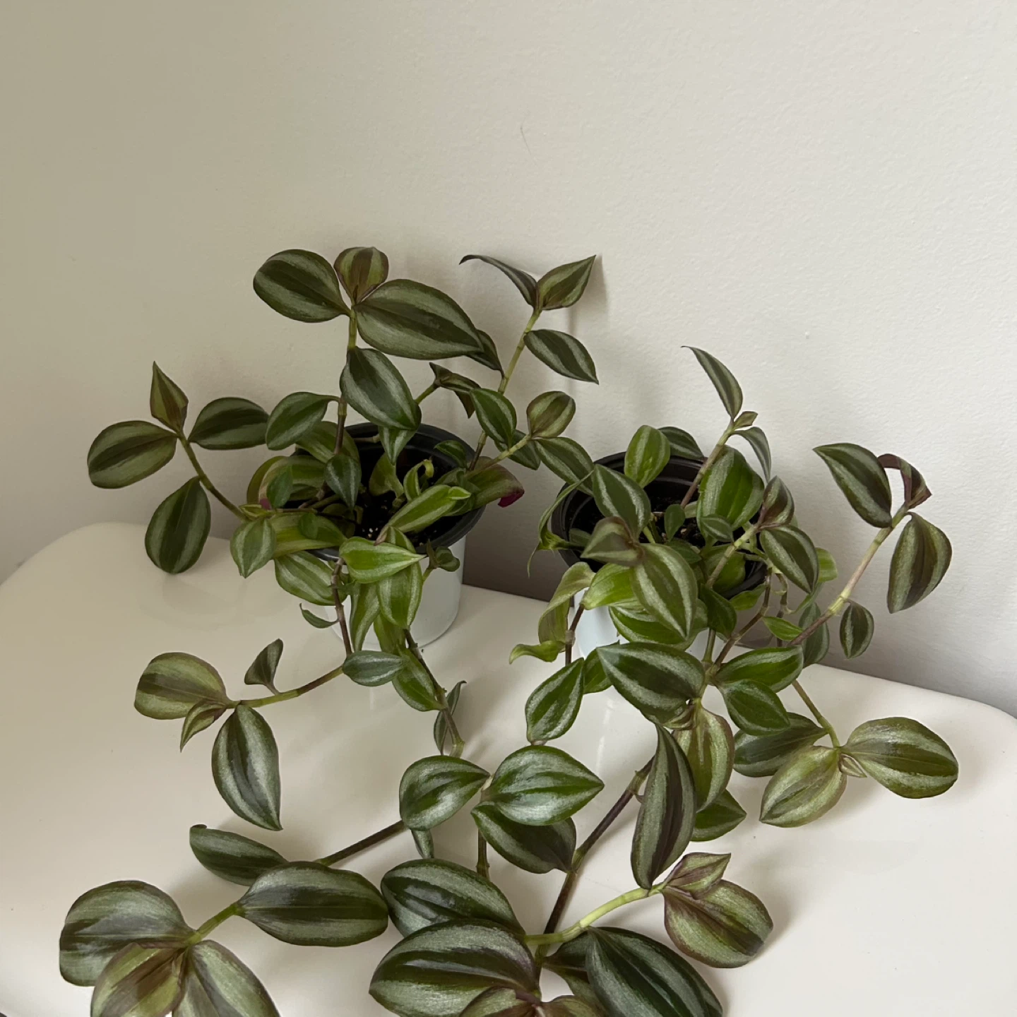 Tradescantia plants - photo 2