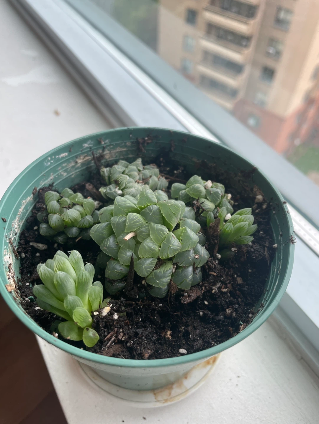 Haworthia cooperi Succulent