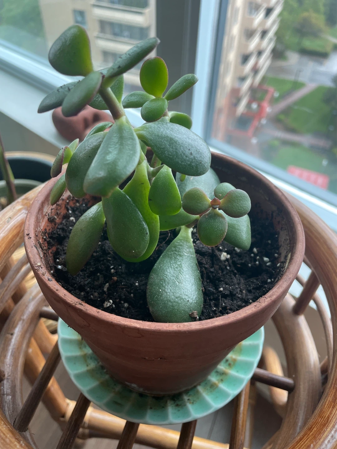 Jade Plant in Terracotta Pot