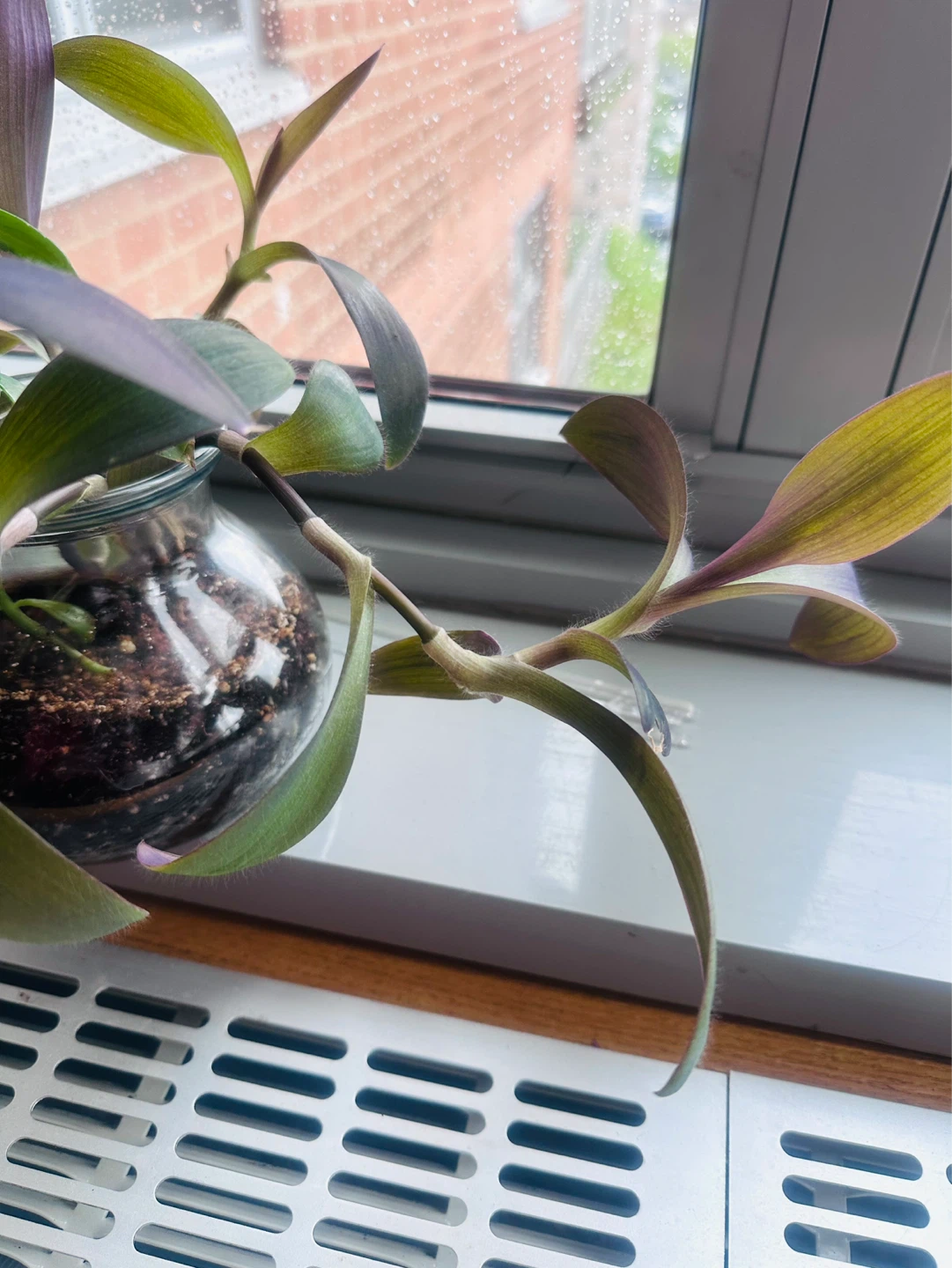 Live Plant in Glass Vase - photo 2