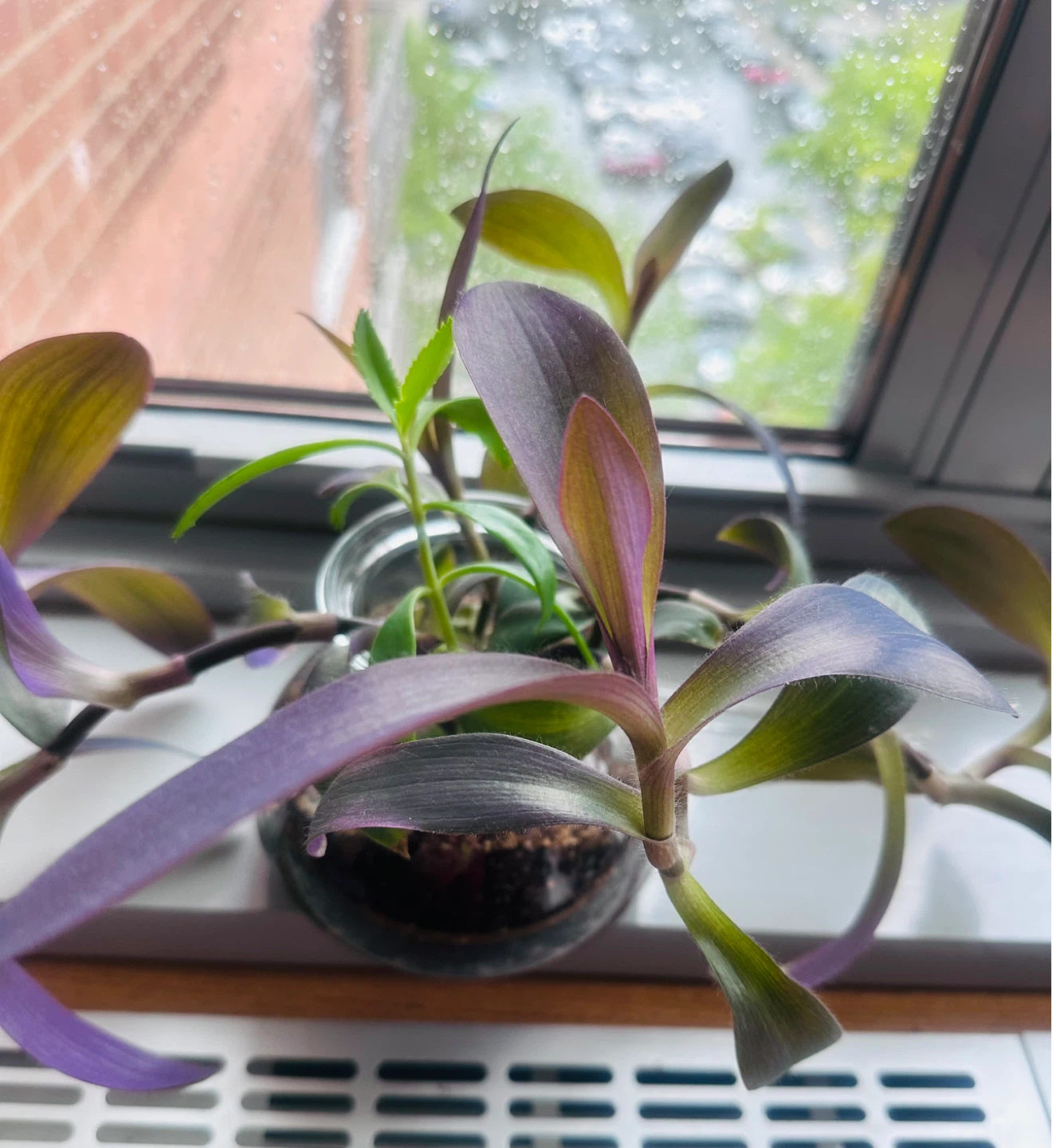 Live Plant in Glass Vase - photo 3