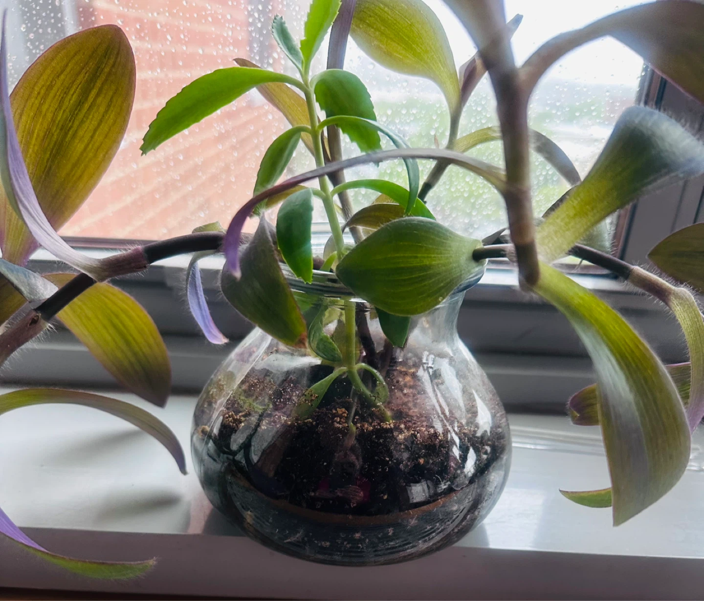 Live Plant in Glass Vase