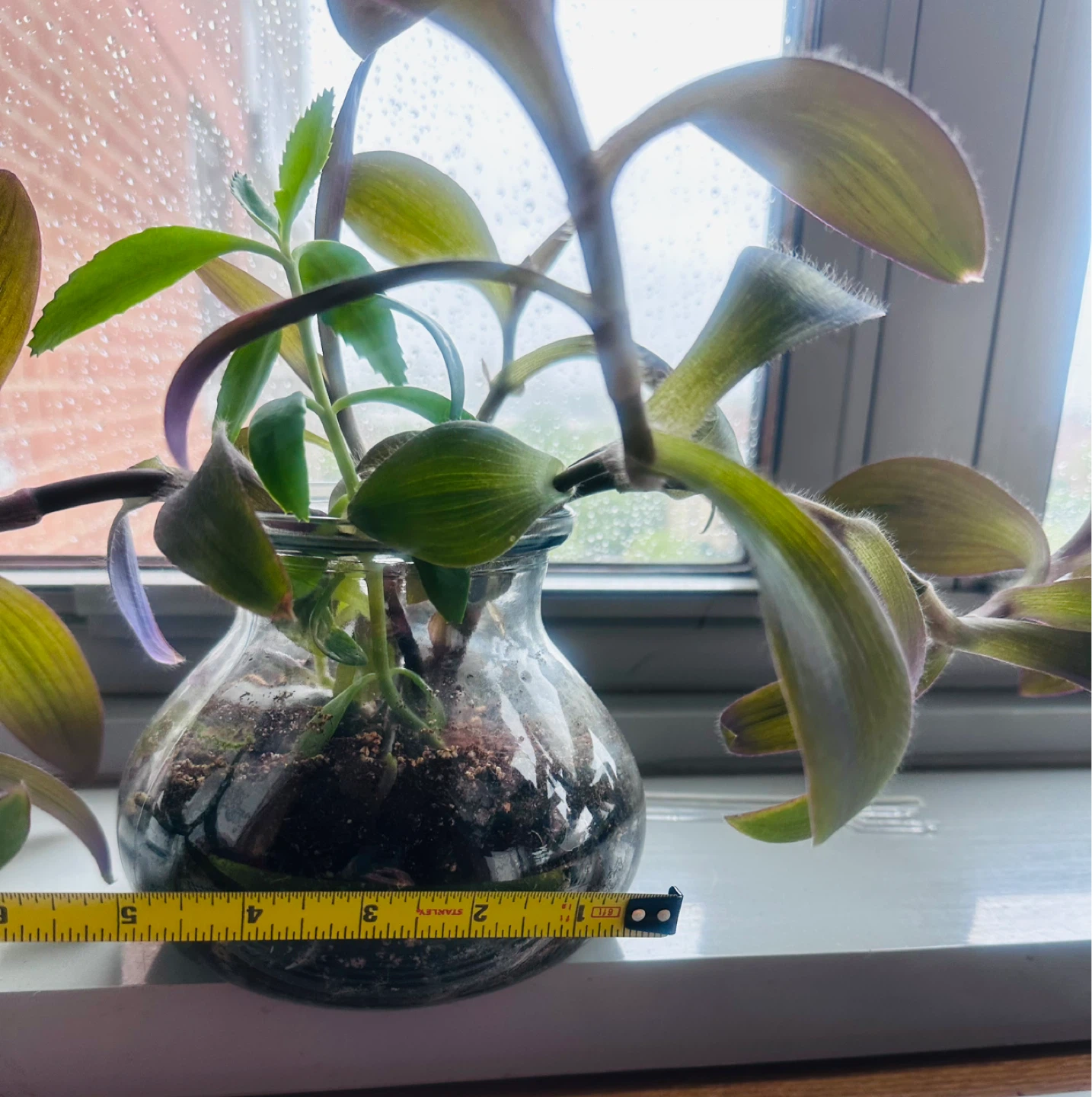 Live Plant in Glass Vase - photo 5