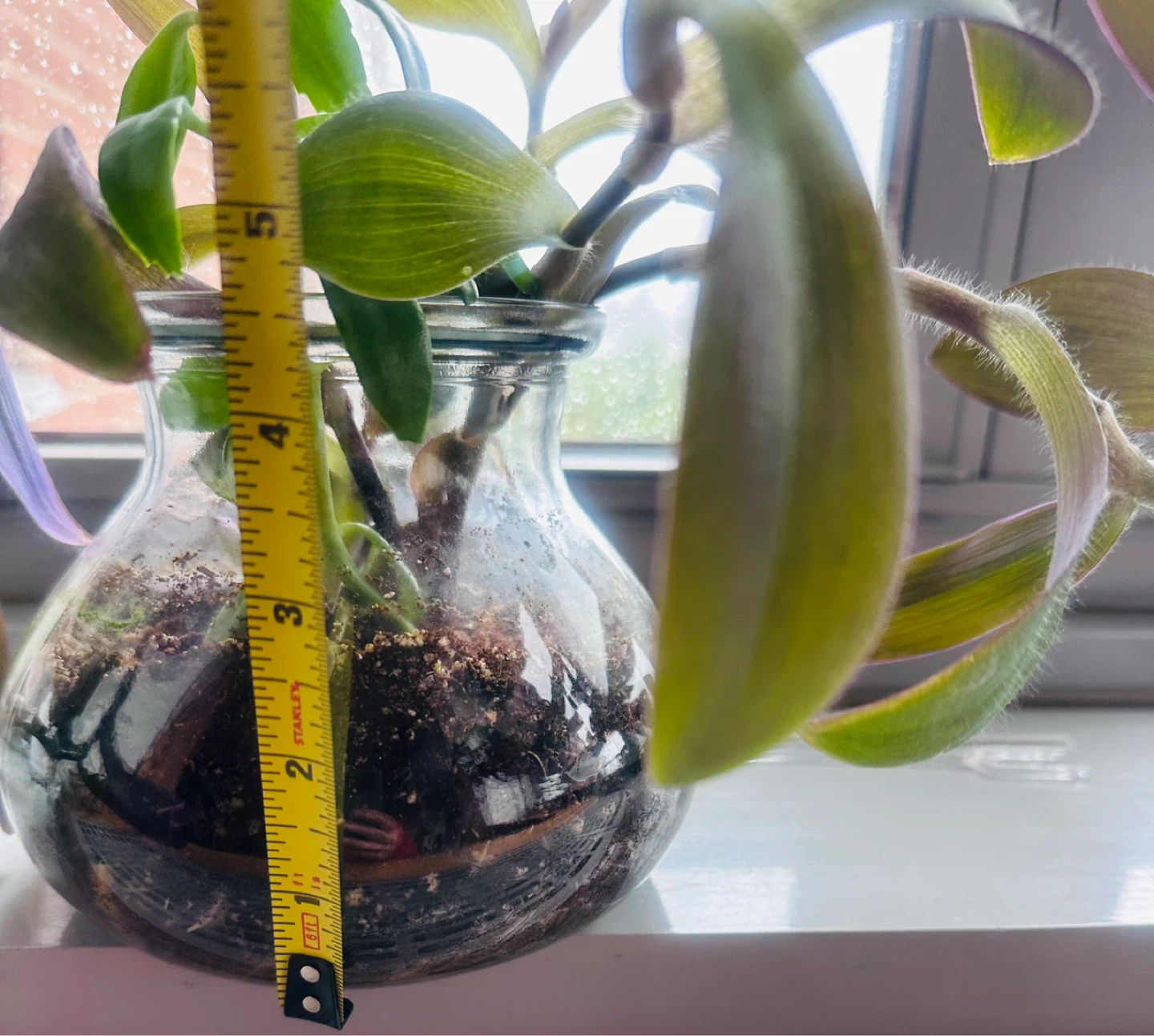 Live Plant in Glass Vase - photo 4